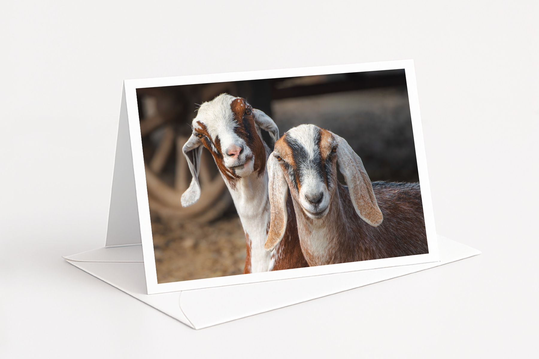 We Goat Together