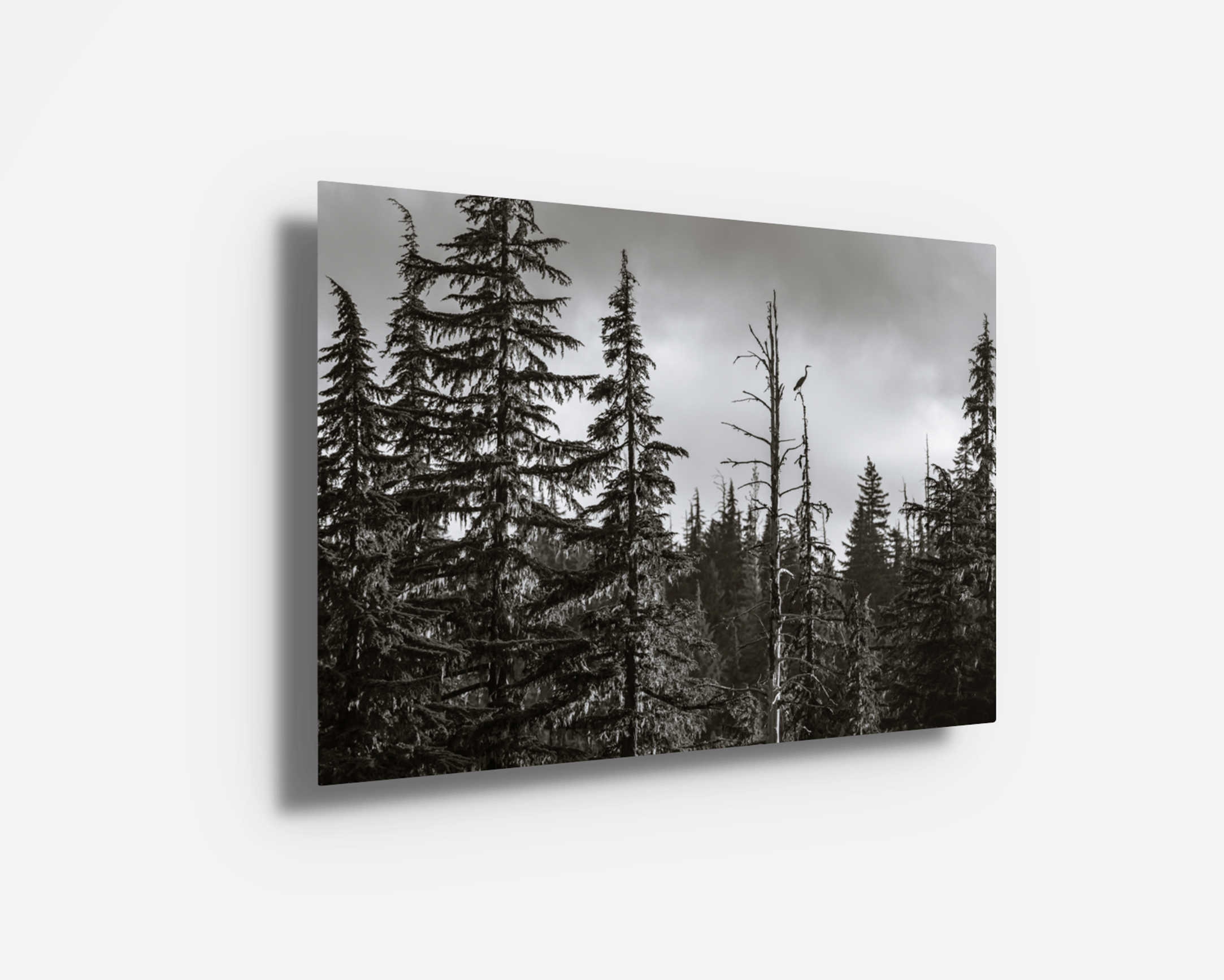 High-gloss metal print of a heron standing tall atop a tree in misty Willamette National Forest light.