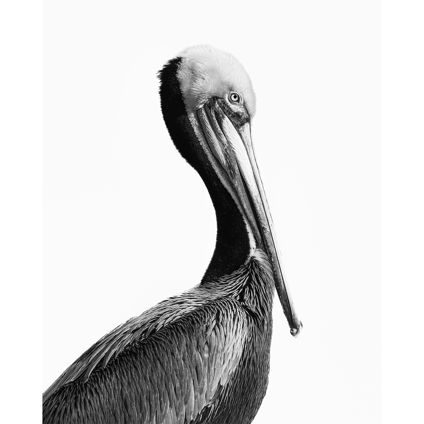 Pelican Profile