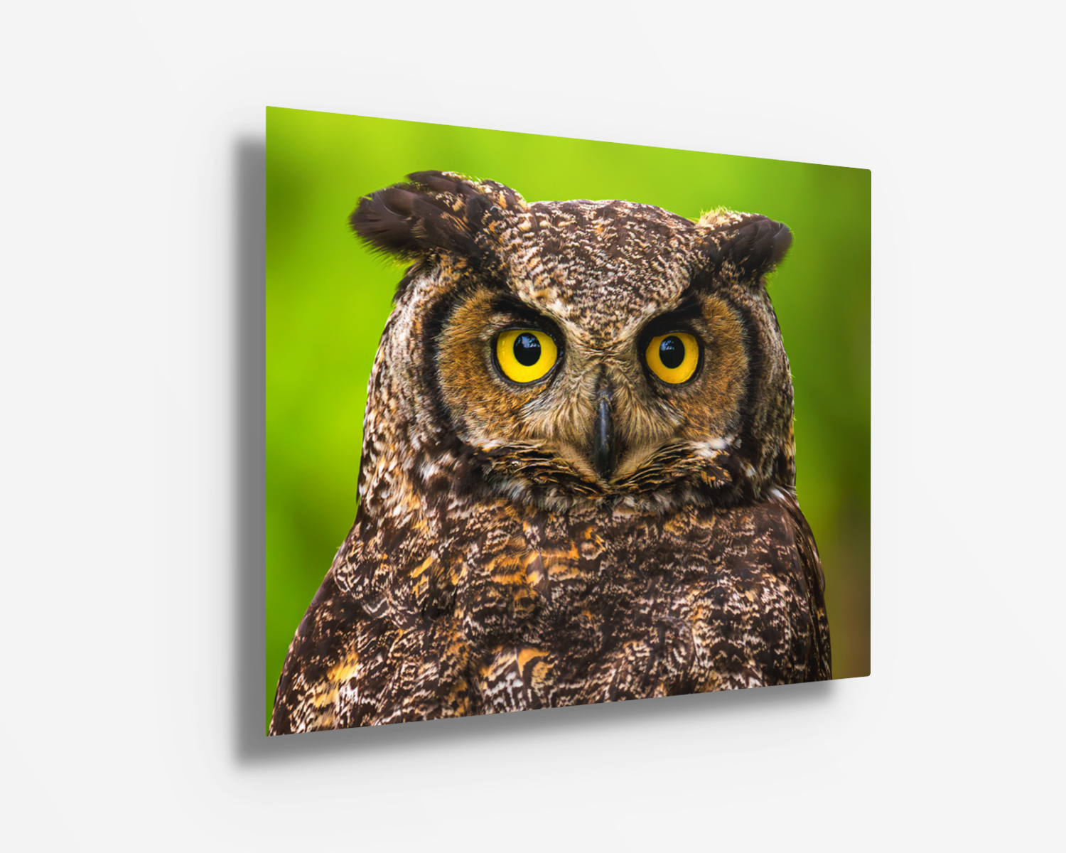 Vibrant metal print of a Great Horned Owl, enhanced contrast and detail against a clean green backdrop.
