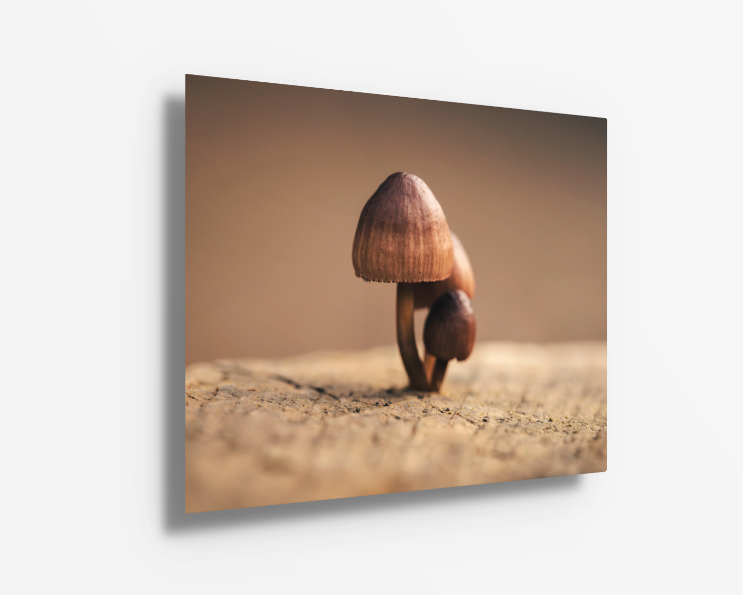 Vibrant and modern mushroom macro photograph printed on metal, showcasing fine detail and contrast with a sleek finish.
