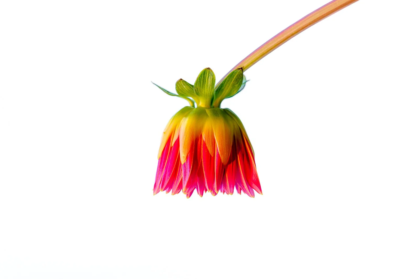 Becoming minimalist botanical fine art photography of single flower bud against white background