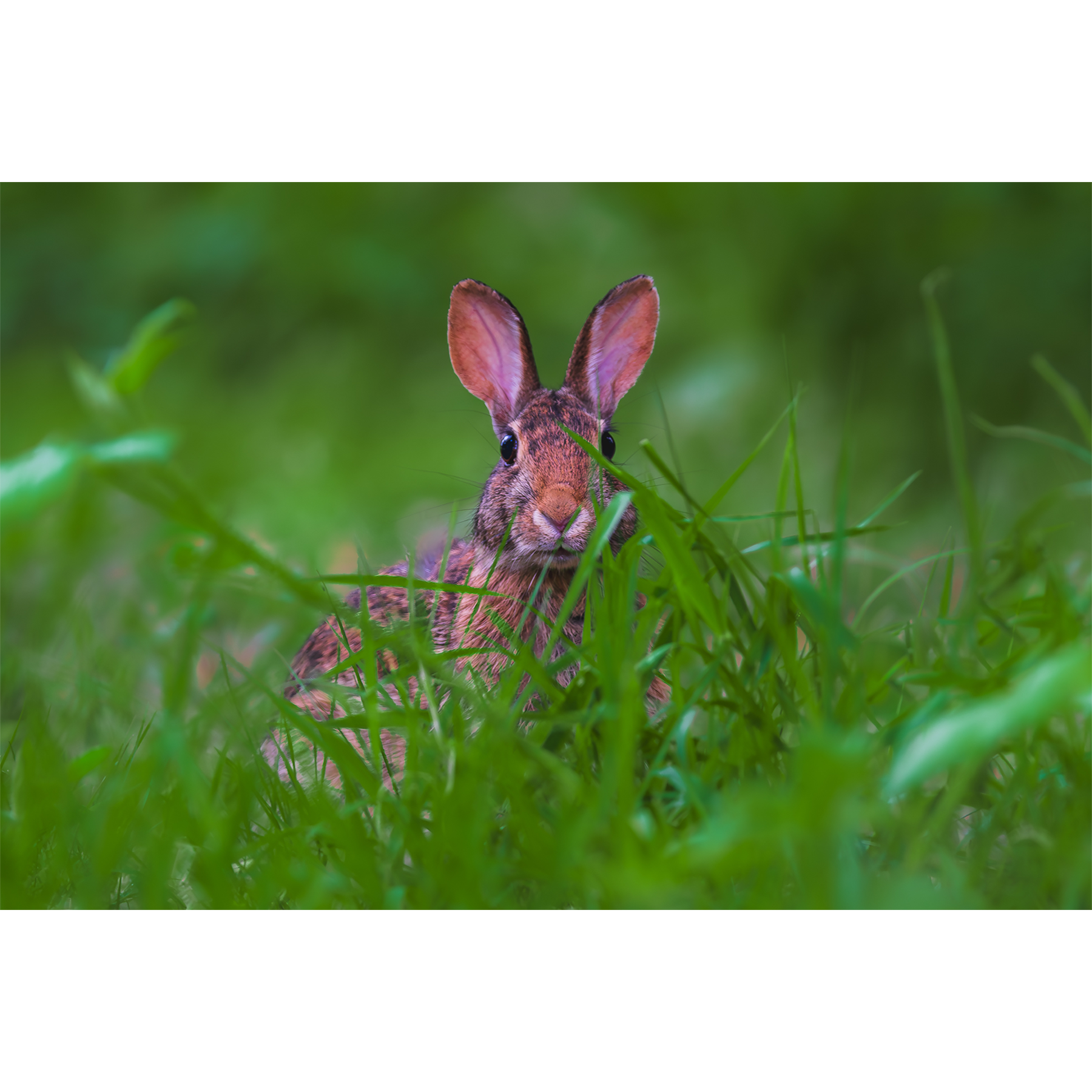 Cottontail