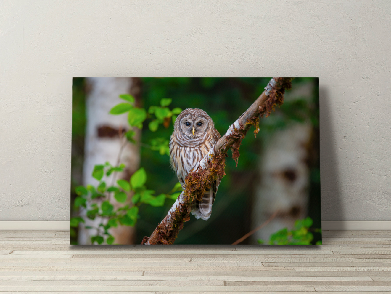 Gallery-wrapped canvas of a Barred Owl blending into Oregon forest textures