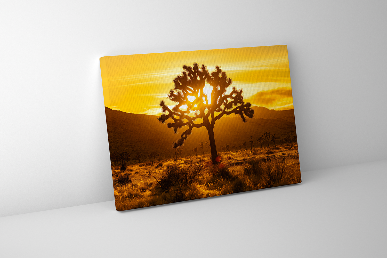 Gallery-wrapped canvas of a Joshua Tree glowing against warm amber skies in Joshua Tree National Park.