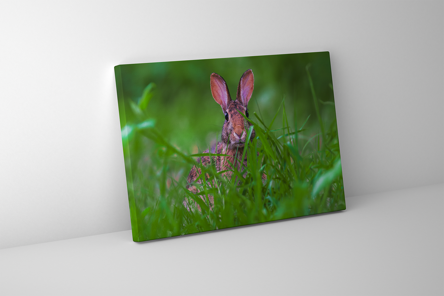 Gallery-wrapped canvas of a shy cottontail rabbit peeking out from dense grass, rich with woodland texture and detail.