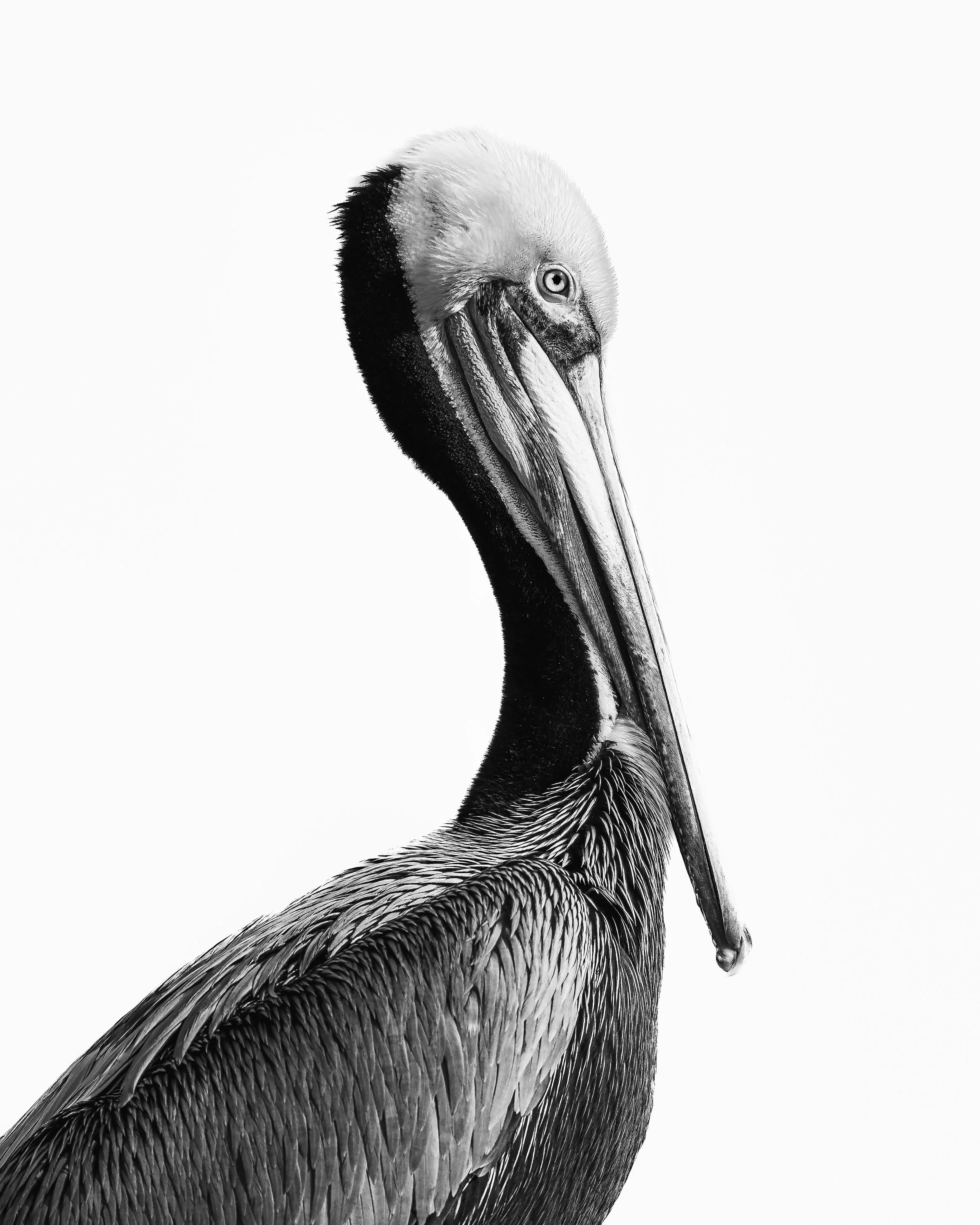 Pelican in Profile