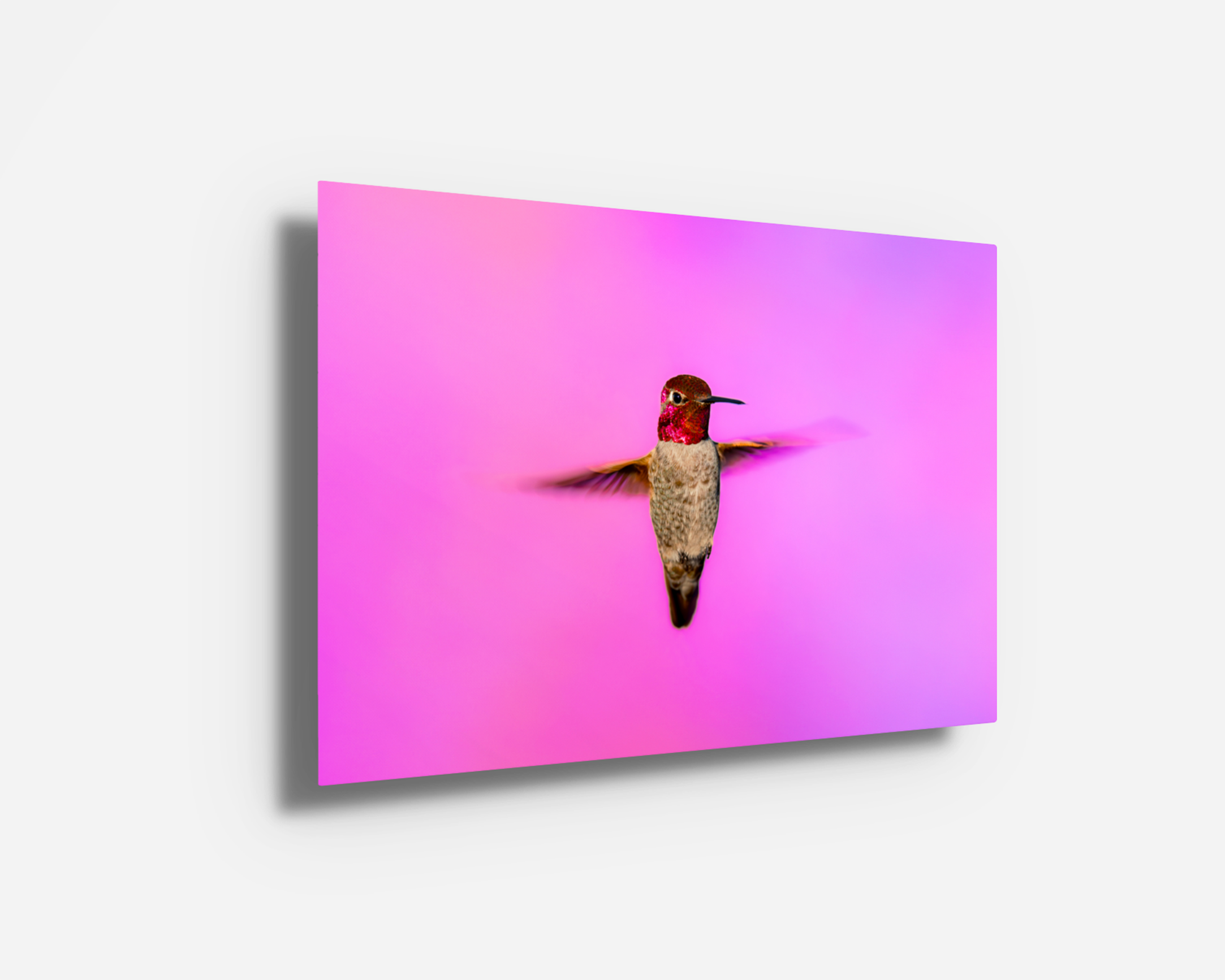 A glossy metal print of an Anna’s Hummingbird, glowing against a dreamy pink gradient.