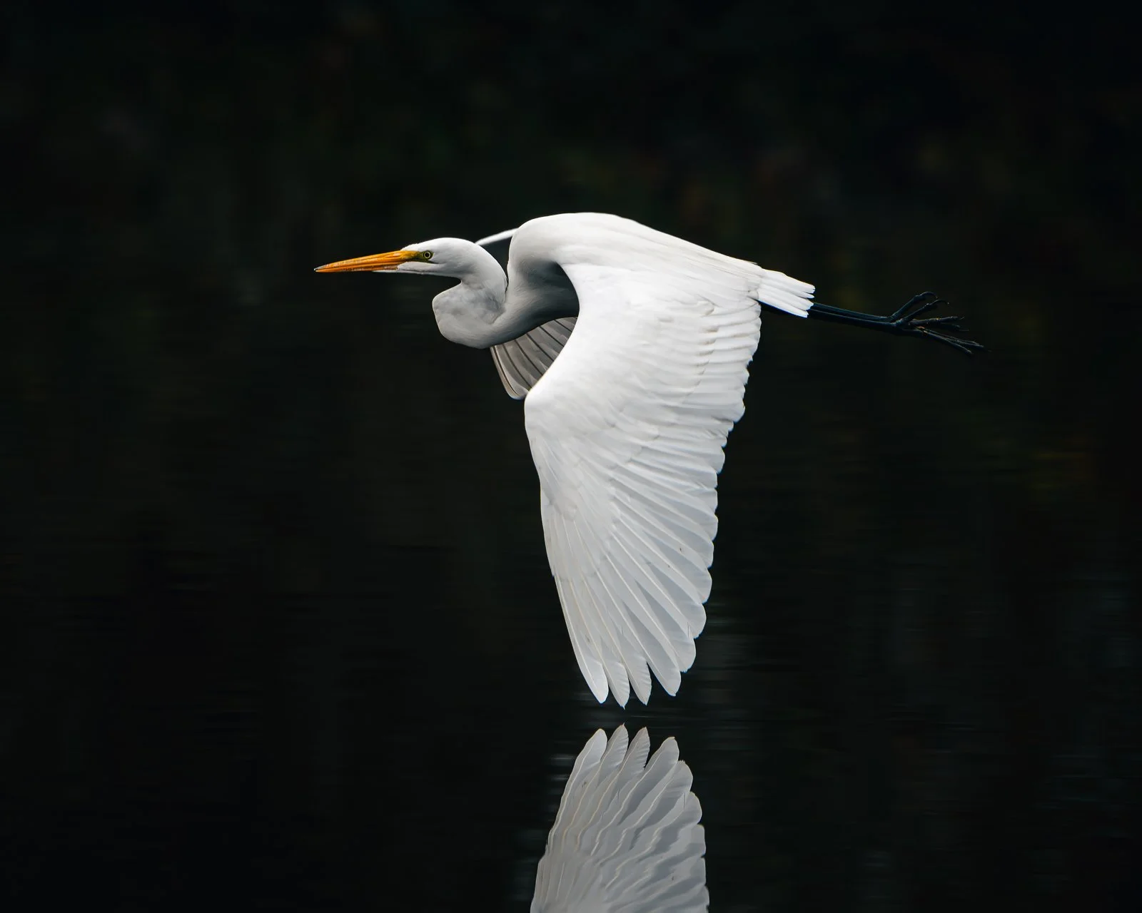 A Moment of Reflection fine art wildlife photography of great egret reflected in dark water