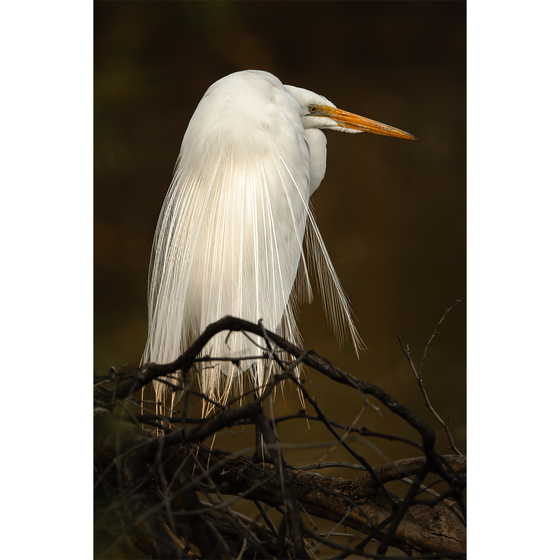 Egret at Dusk