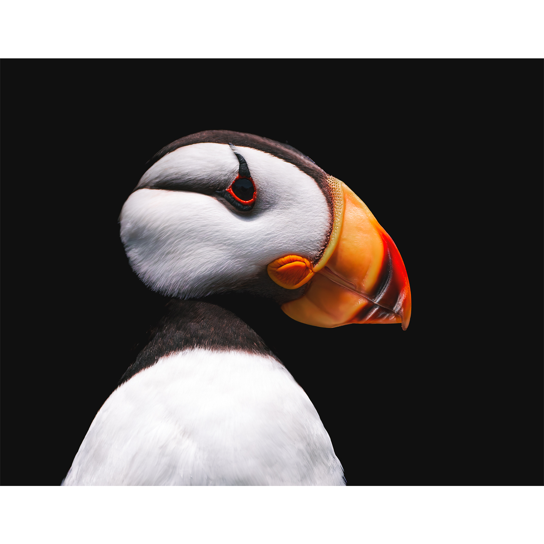 Puffin