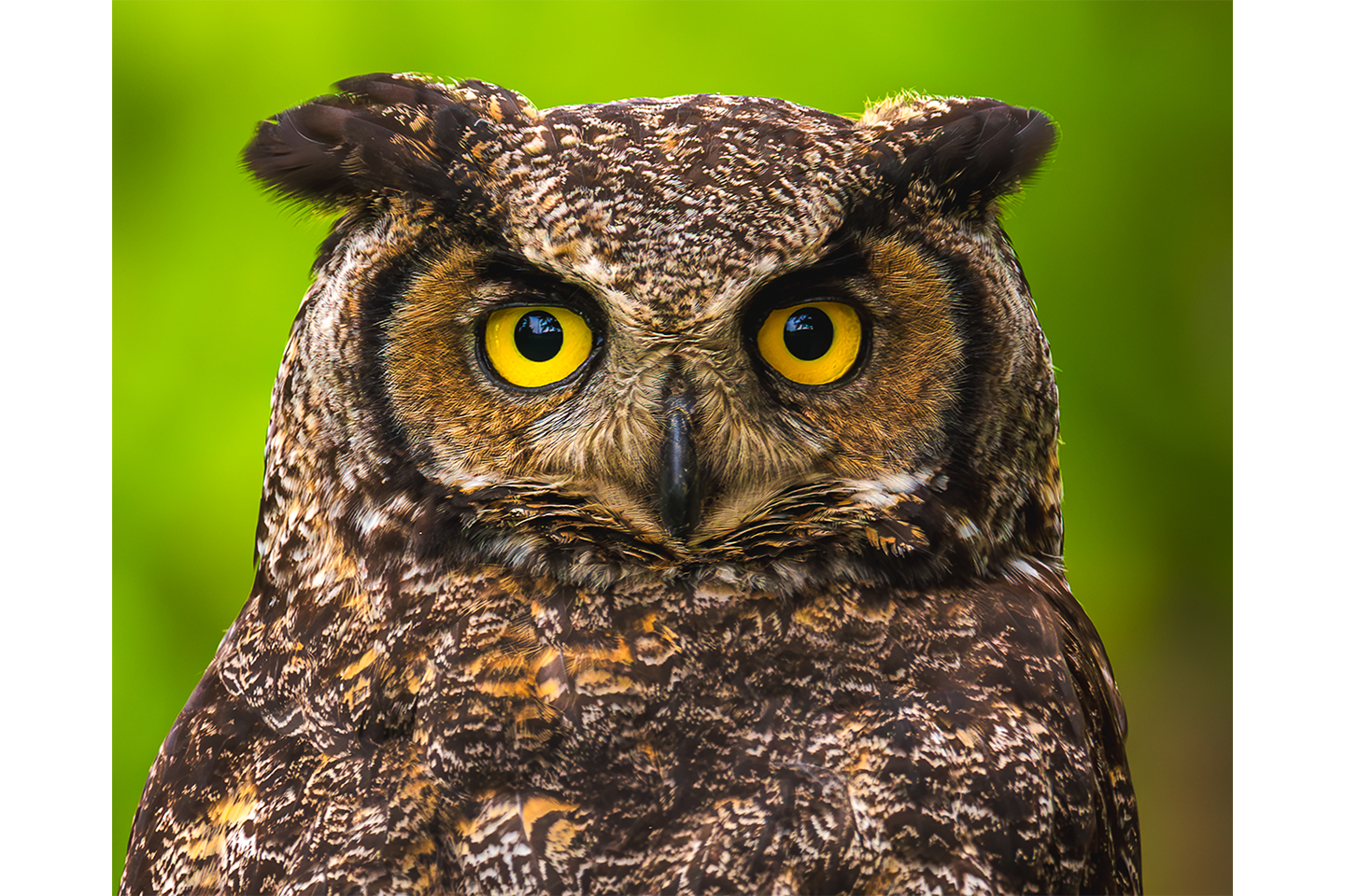 Great Horned Owl