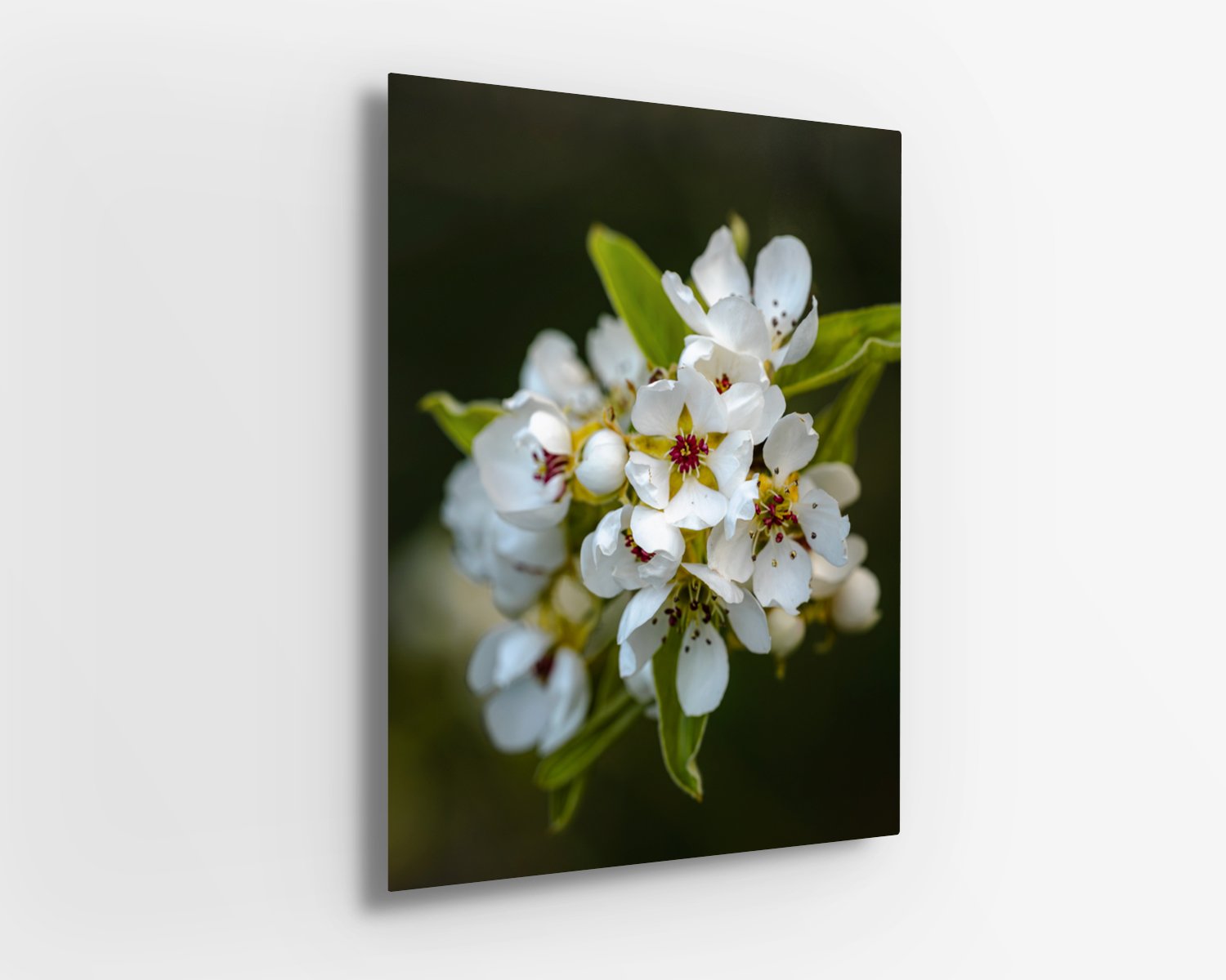 Pear Blossoms II