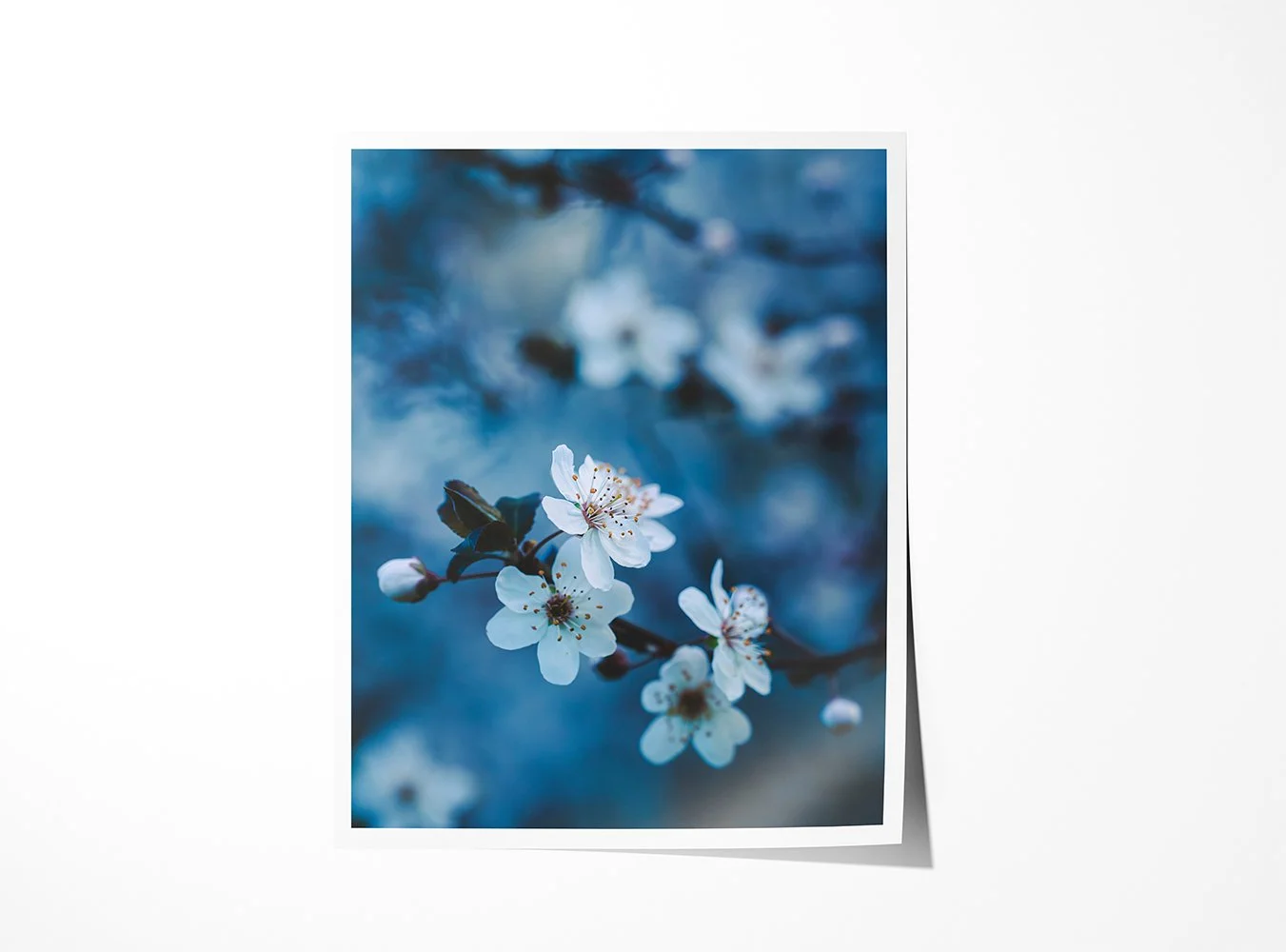 Plum Blossoms II