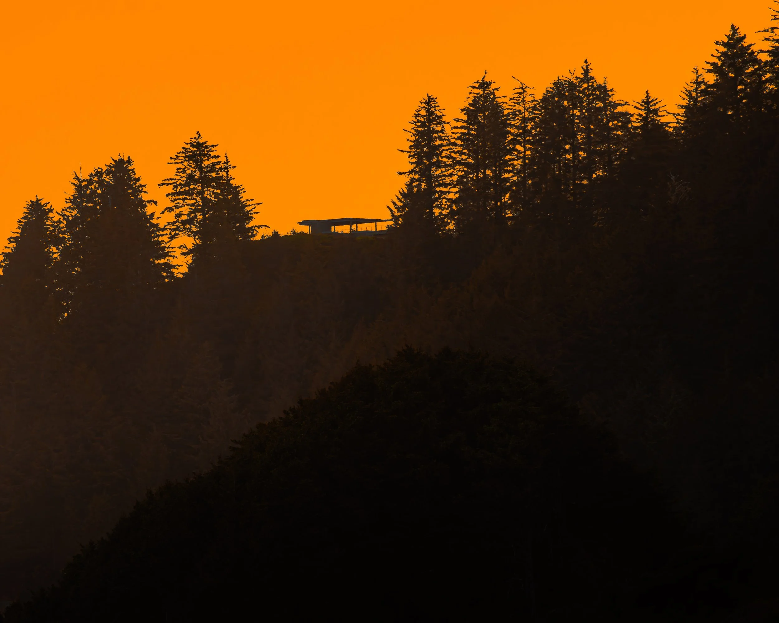 Amber Dawn
