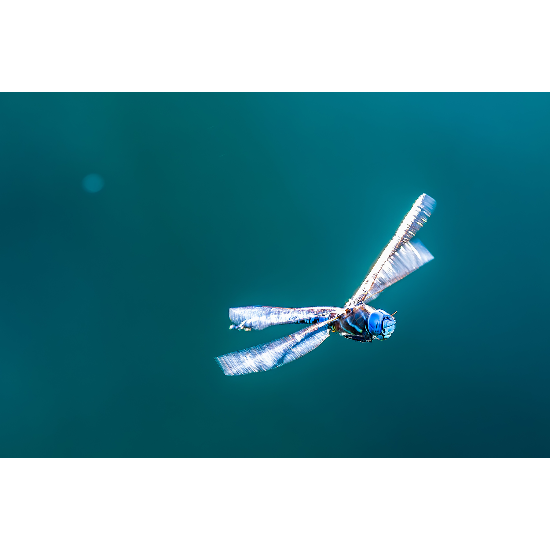 Blue Dasher