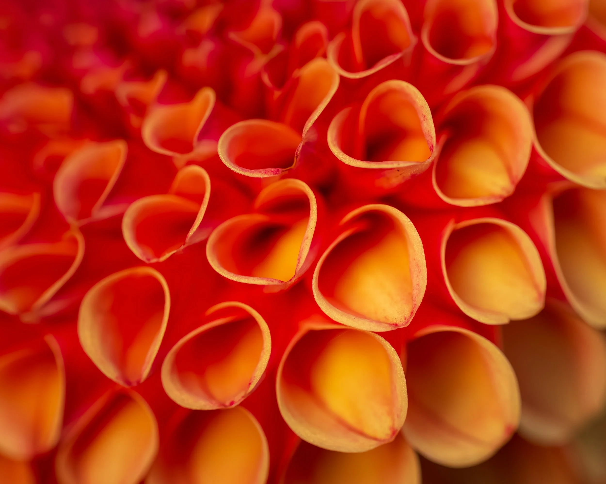 Apricot Hearts
