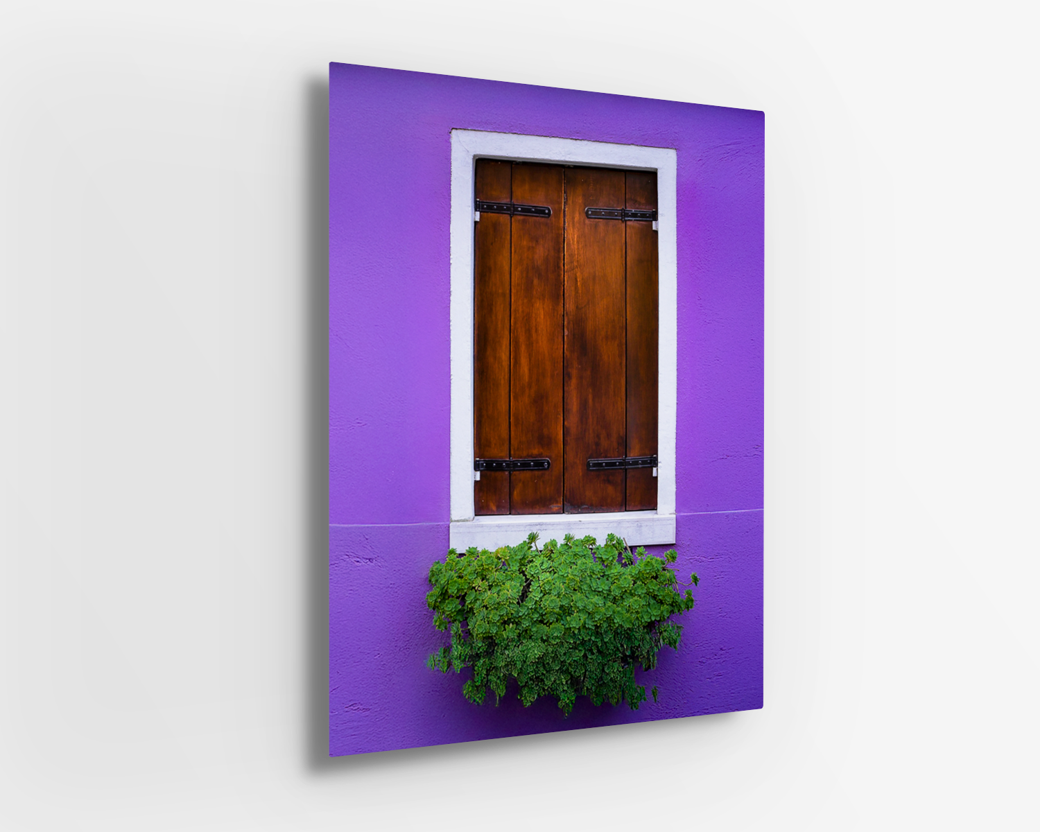 Metal print capturing the strong color contrast of purple wall, green plant, and wood-paneled Venetian window.