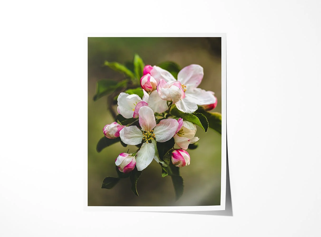 Apple Blossoms