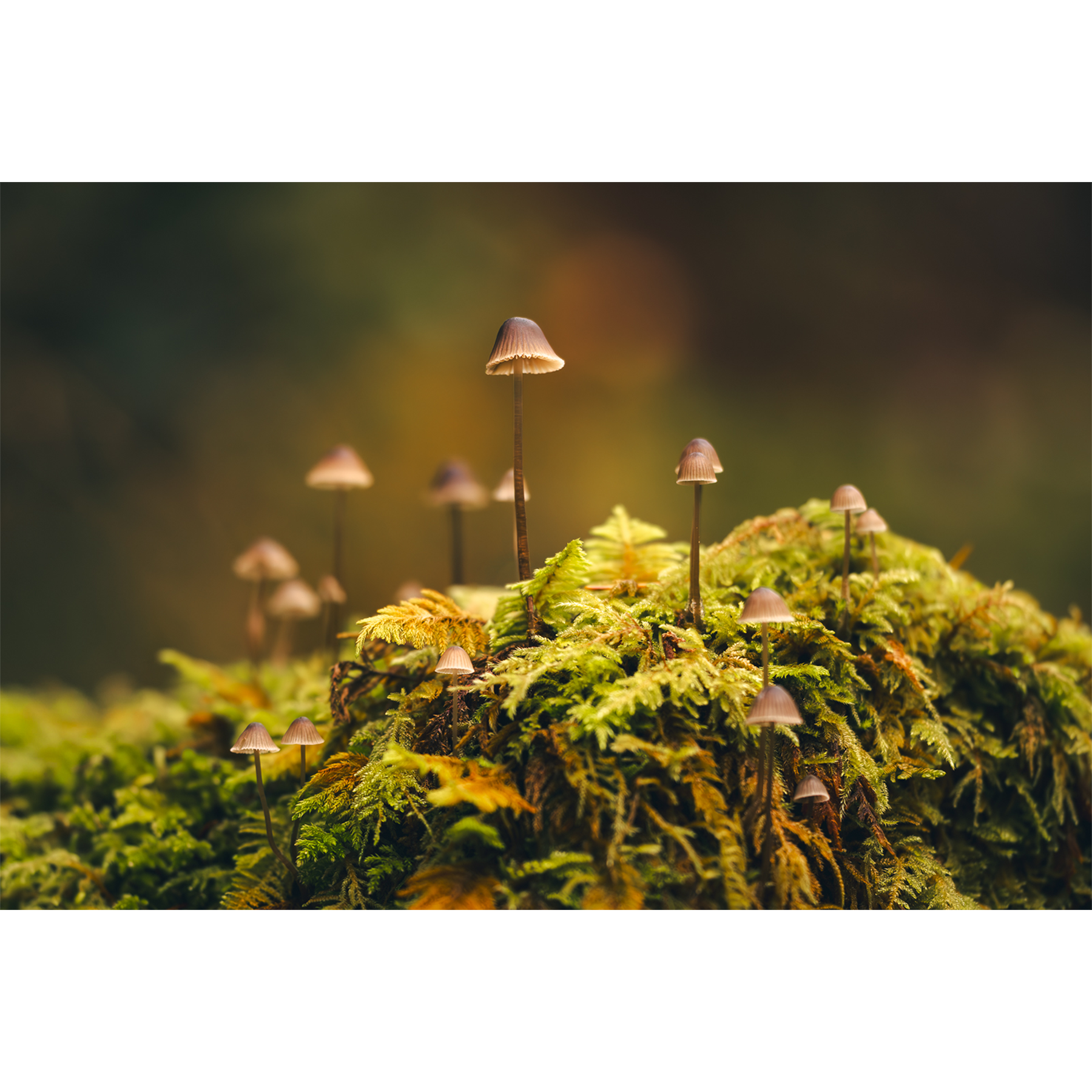 Mushroom Forest