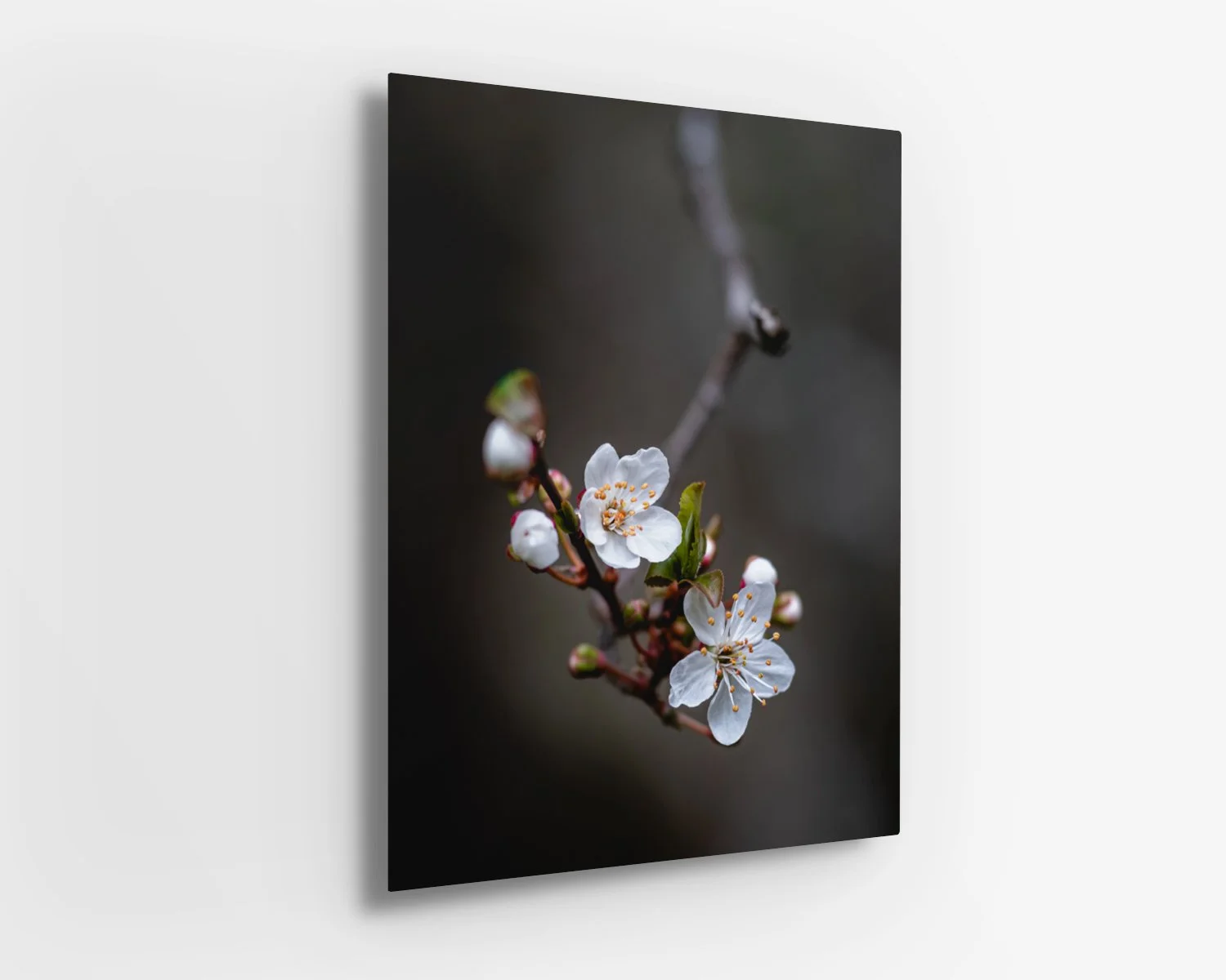 Plum Blossoms