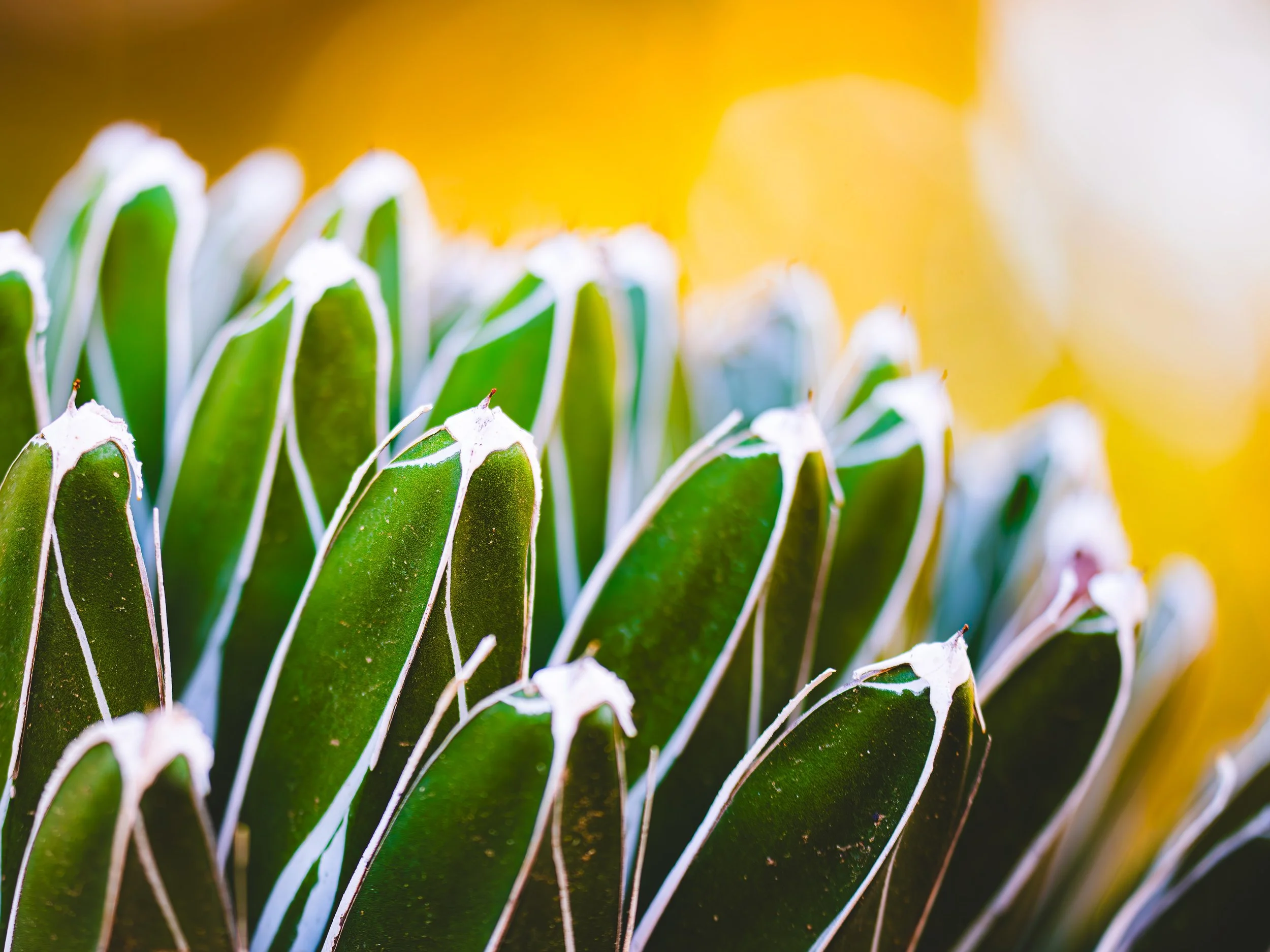 Royal Agave