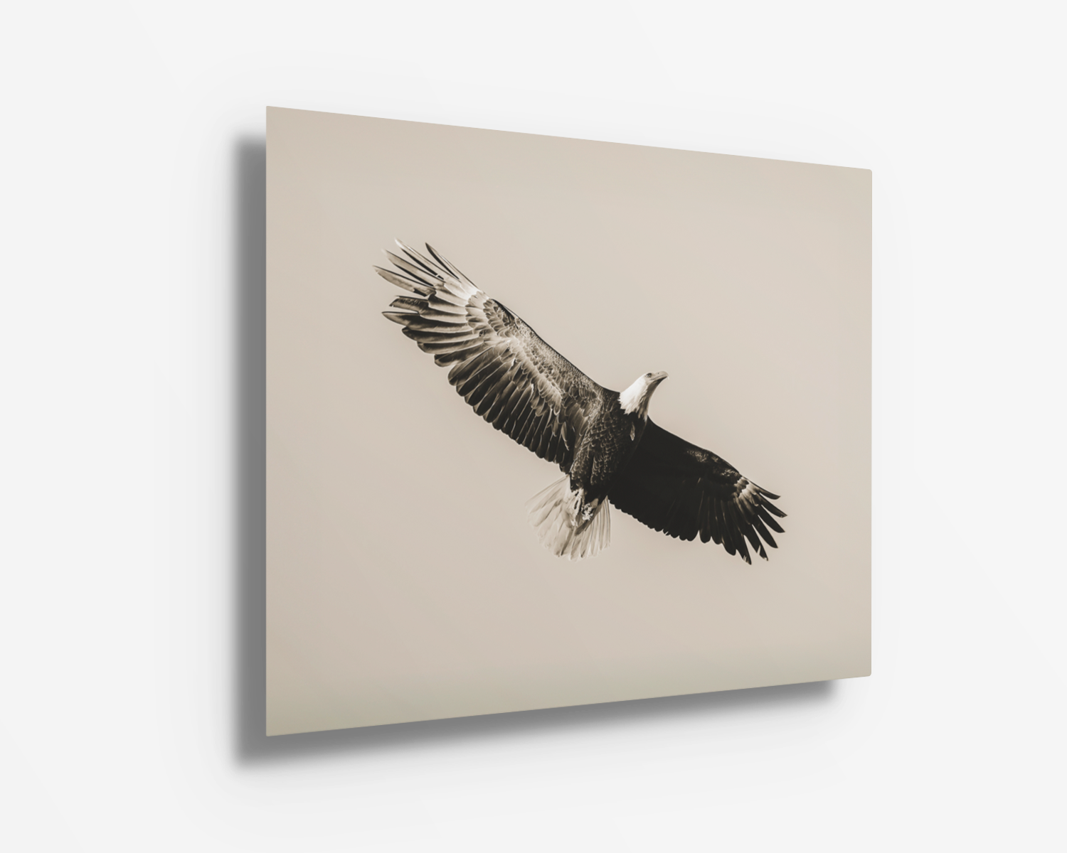 Sleek metal print of a bald eagle in flight, rich in texture and contrast.
