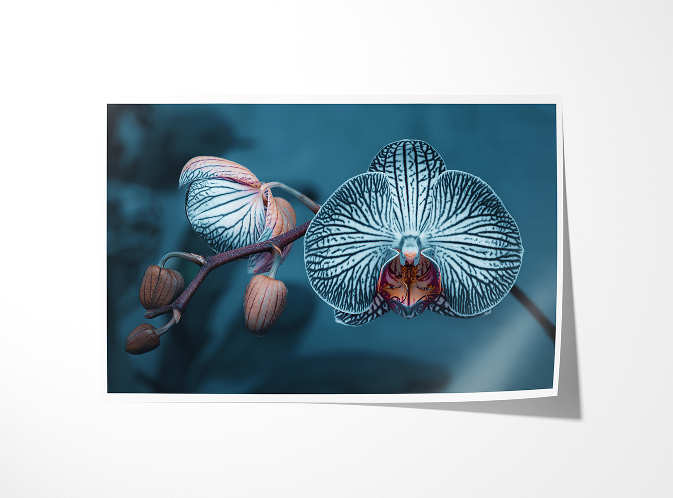 Fine art print of “Orchid” showing a detailed view of orchid petals and buds. Floral wall art capturing intricate natural design.