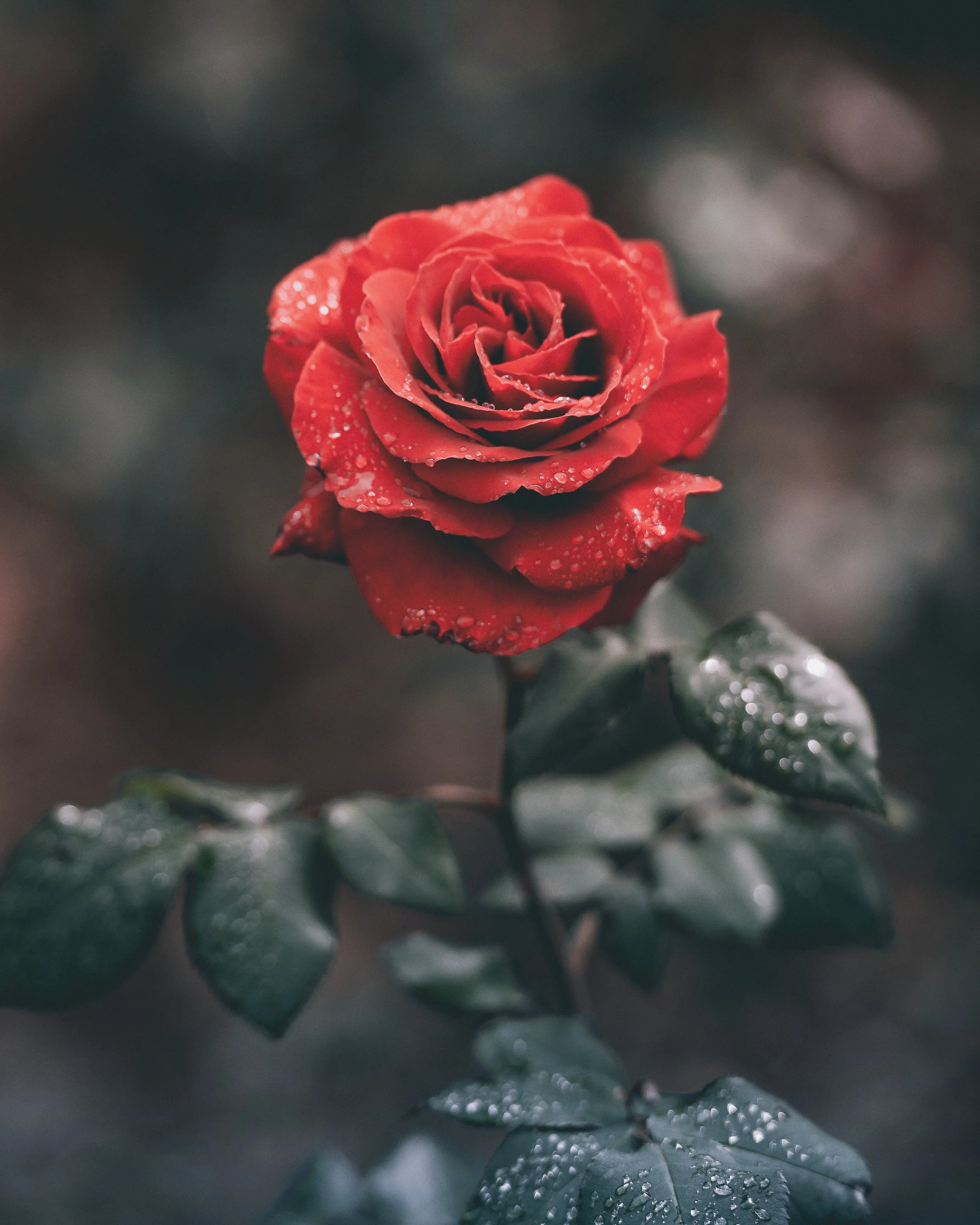 Red rose with dewdrops on petals and leaves in a blurred dark background.
