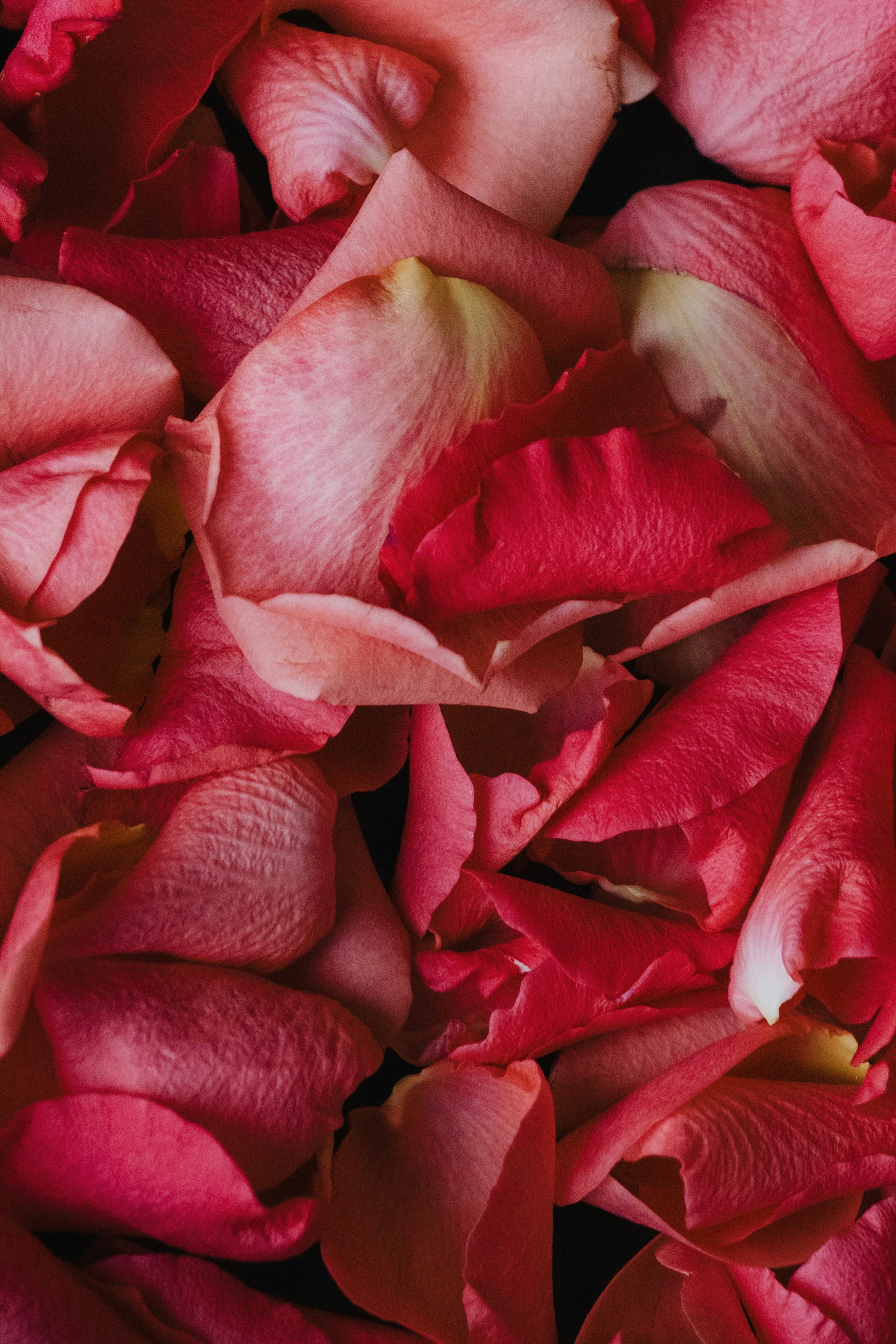 Close-up of pink and red rose petals.