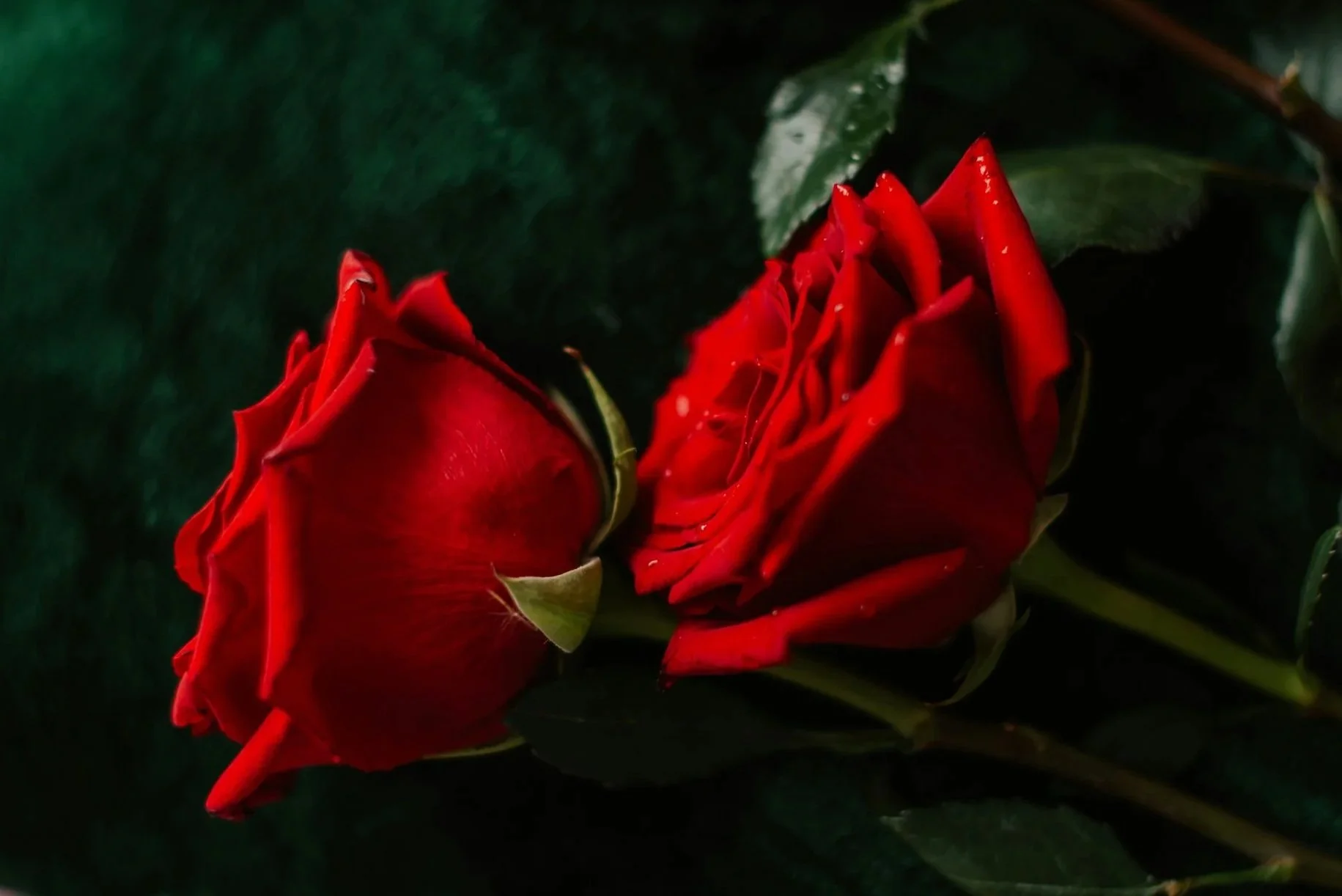 Two red roses with green leaves on a dark background.
