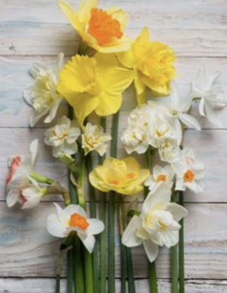 Screenshot 2024-10-27 at 11.24.41 AM.png