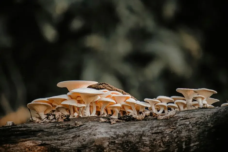 10 Surprising Benefits of Using Golden Teachers for Personal Growth