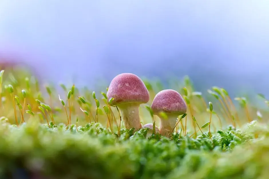 Magic Mushrooms and helping with PTSD