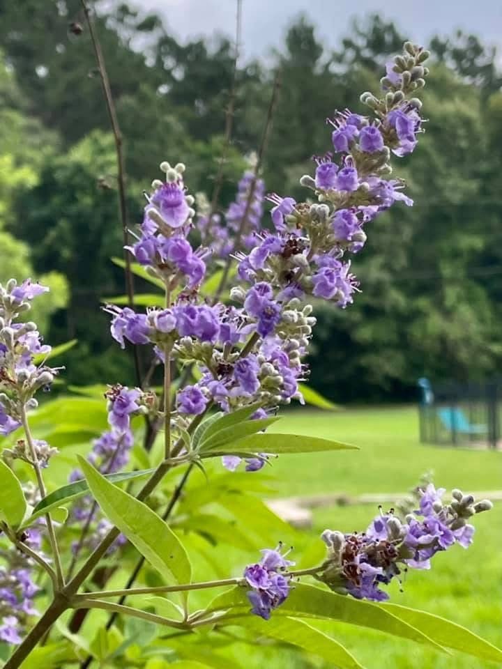 Vitex Seeds, Chaste Berry Seeds