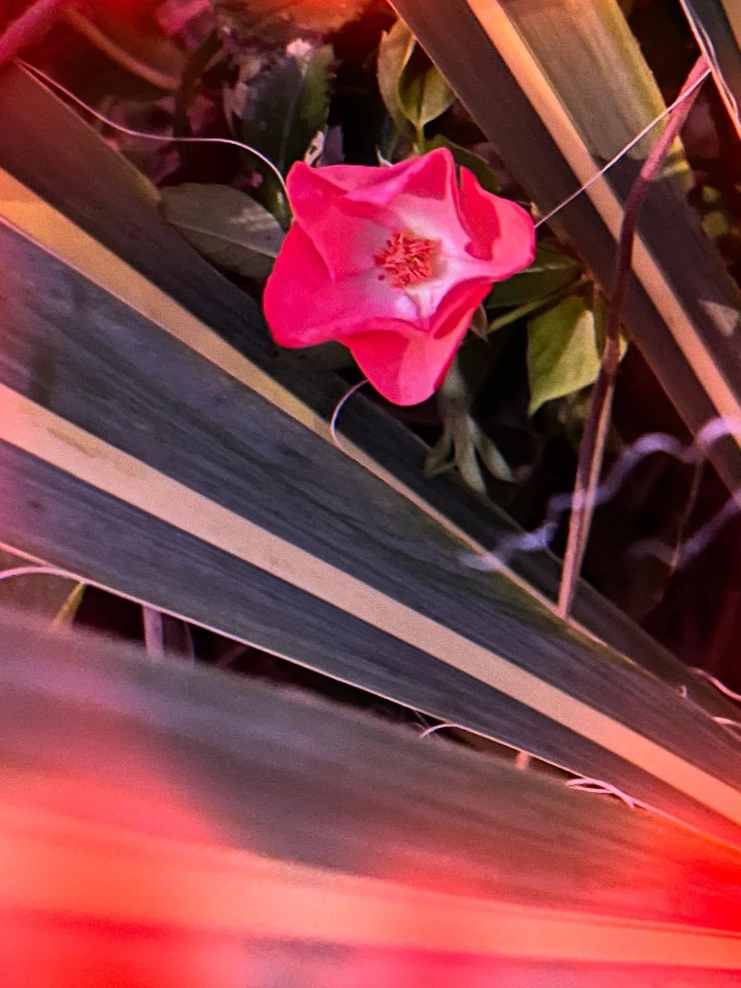 My recent newsletter explained why I&rsquo;ve been so absent lately. The short of it - health issues since late summer connected to environmental illness. I&rsquo;m okay, but doing a lot of rest, recover, replenish and reconfiguring. 

My session ope