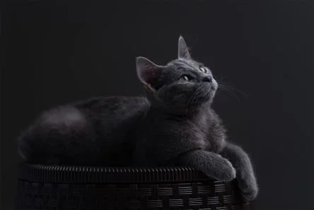 Spiritual Lessons From My Cat - How Cat Wisdom Helps Us Heal