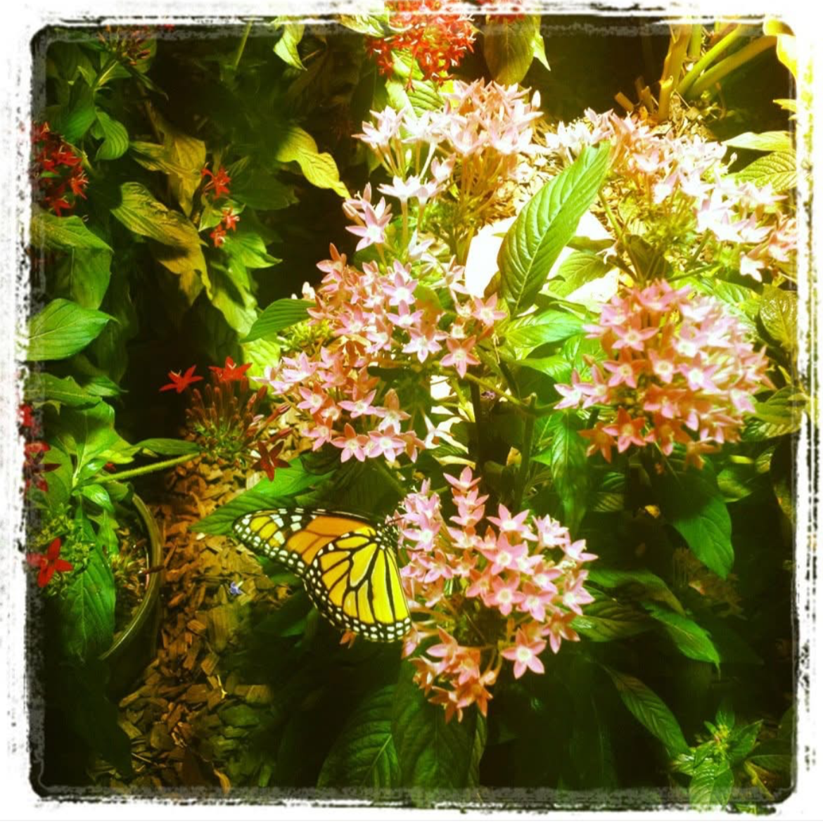 An orange butterfly among flowers