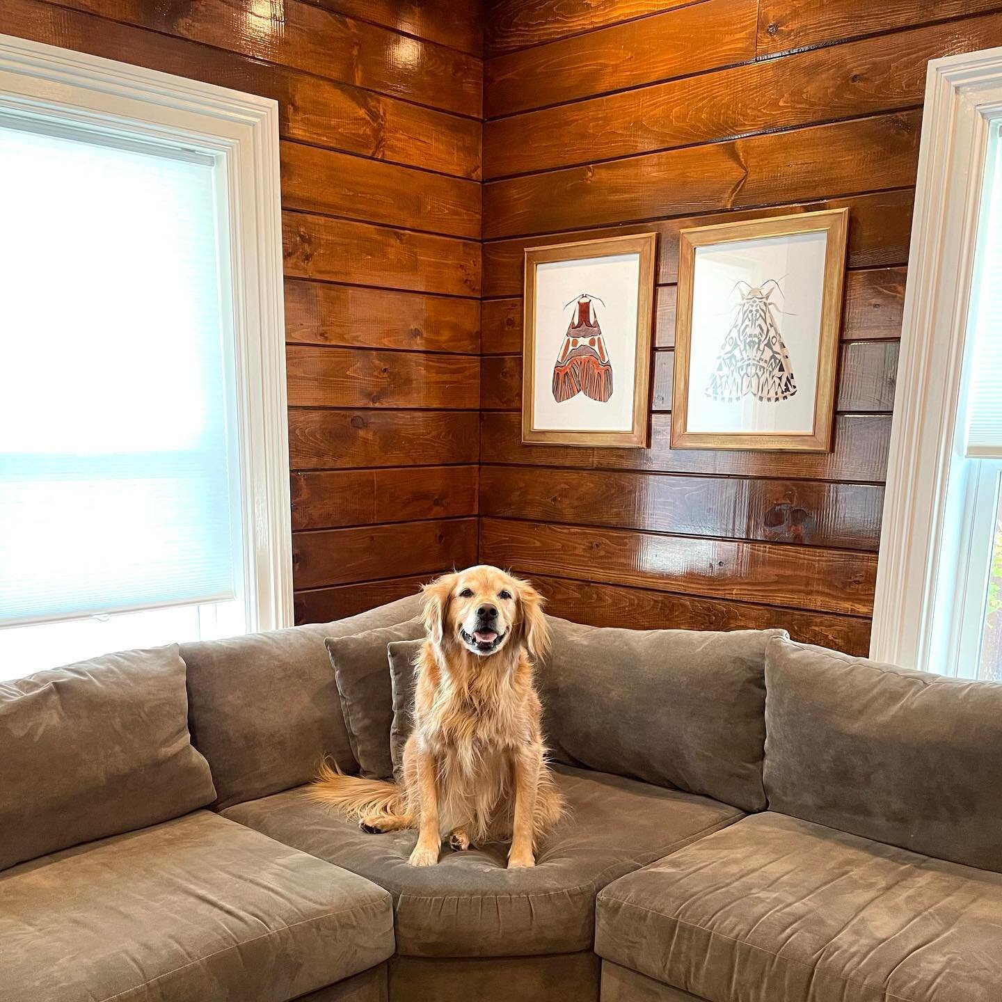 We have a no dogs on the furniture rule around here, but when she&rsquo;s smiling like this, it&rsquo;s hard to say no. #Ruby #goldenretriever