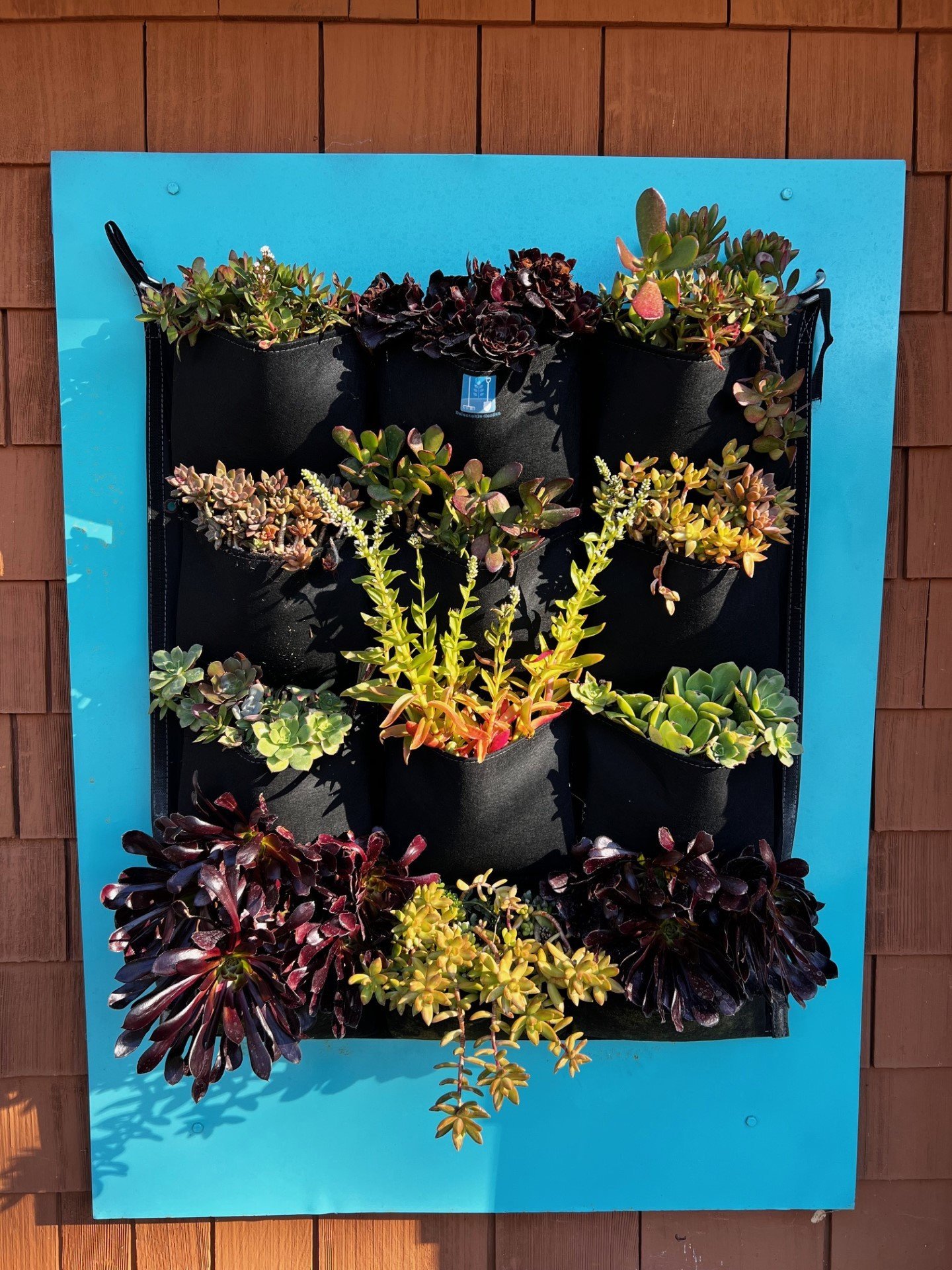 Succulent wall art using discarded flat metal and plants from garden mounted away from wall for better airflow and visualization