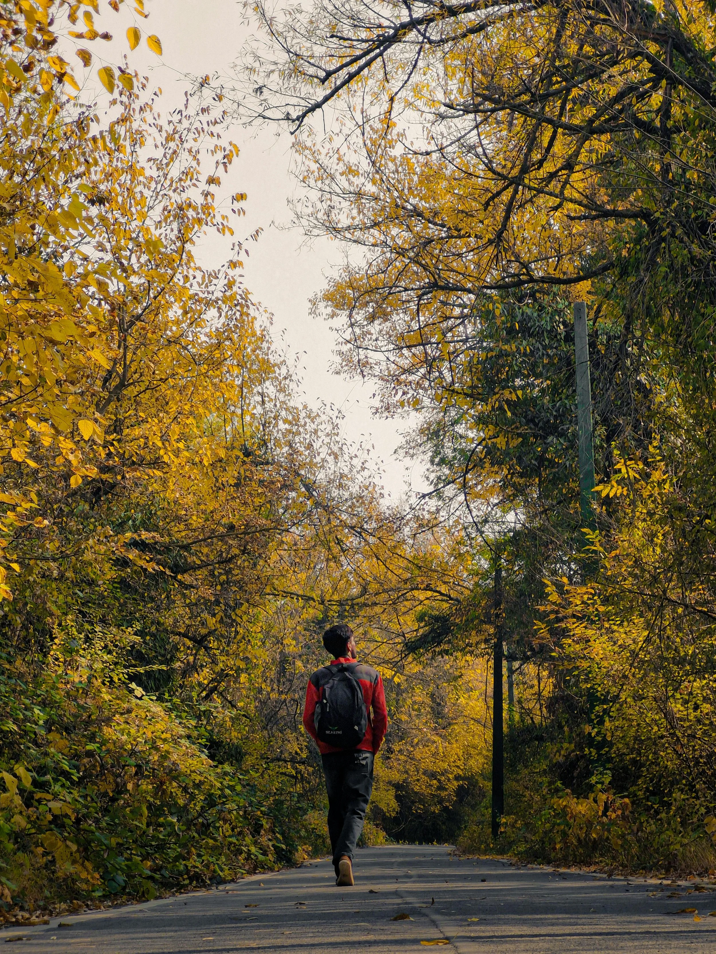 pexels-faizanmeer-29218843.jpg