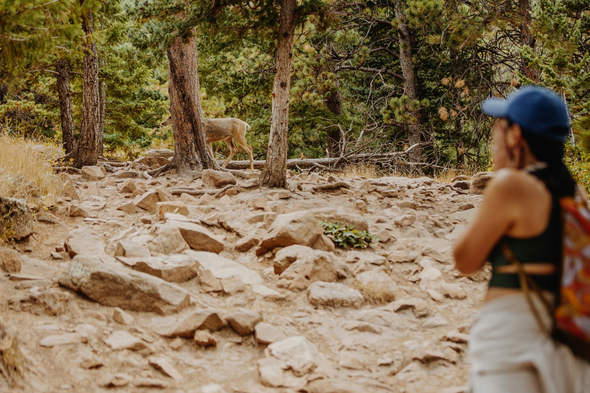 hiker seeing deer