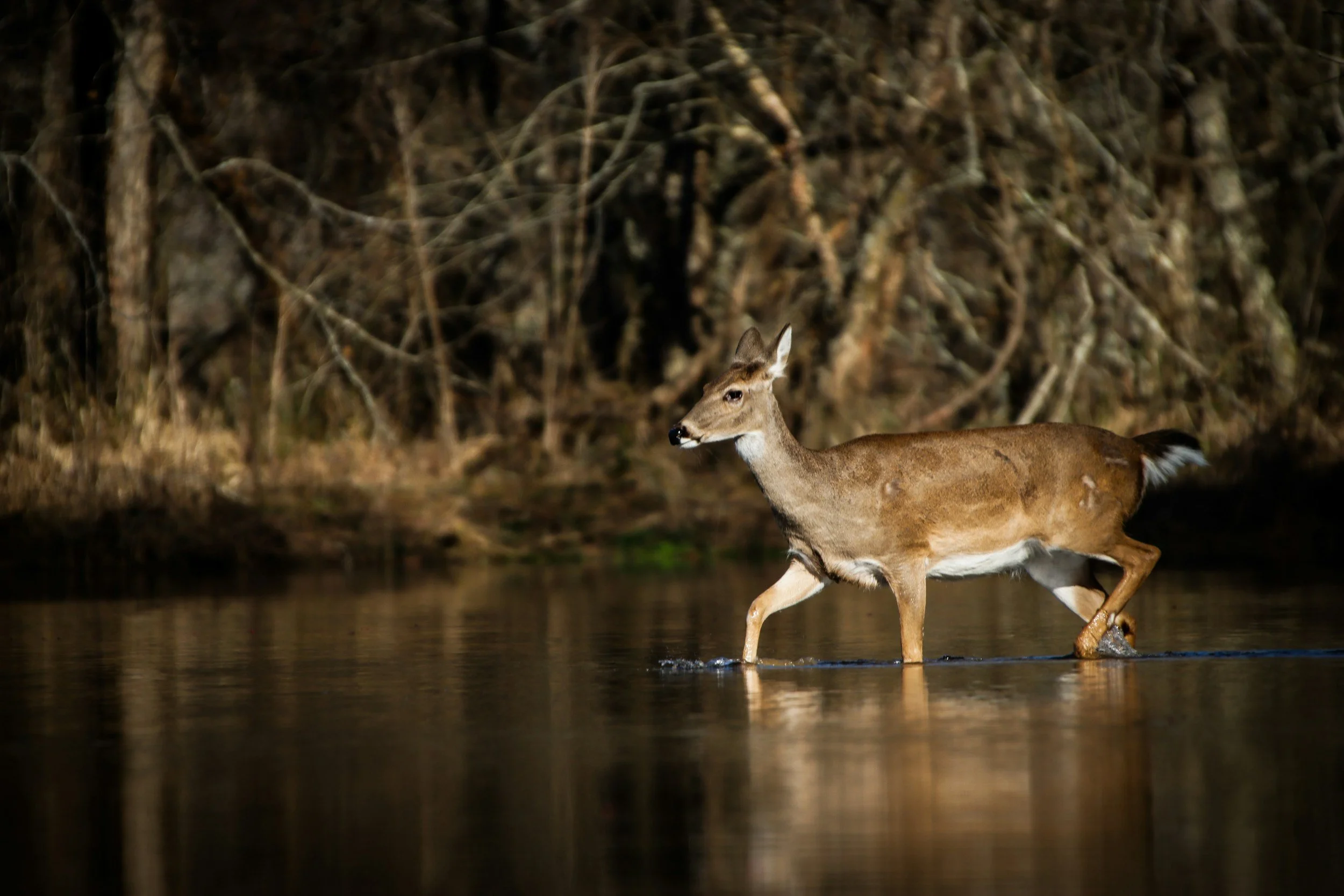Deer walking through shallow water along the Boise River in East Boise.