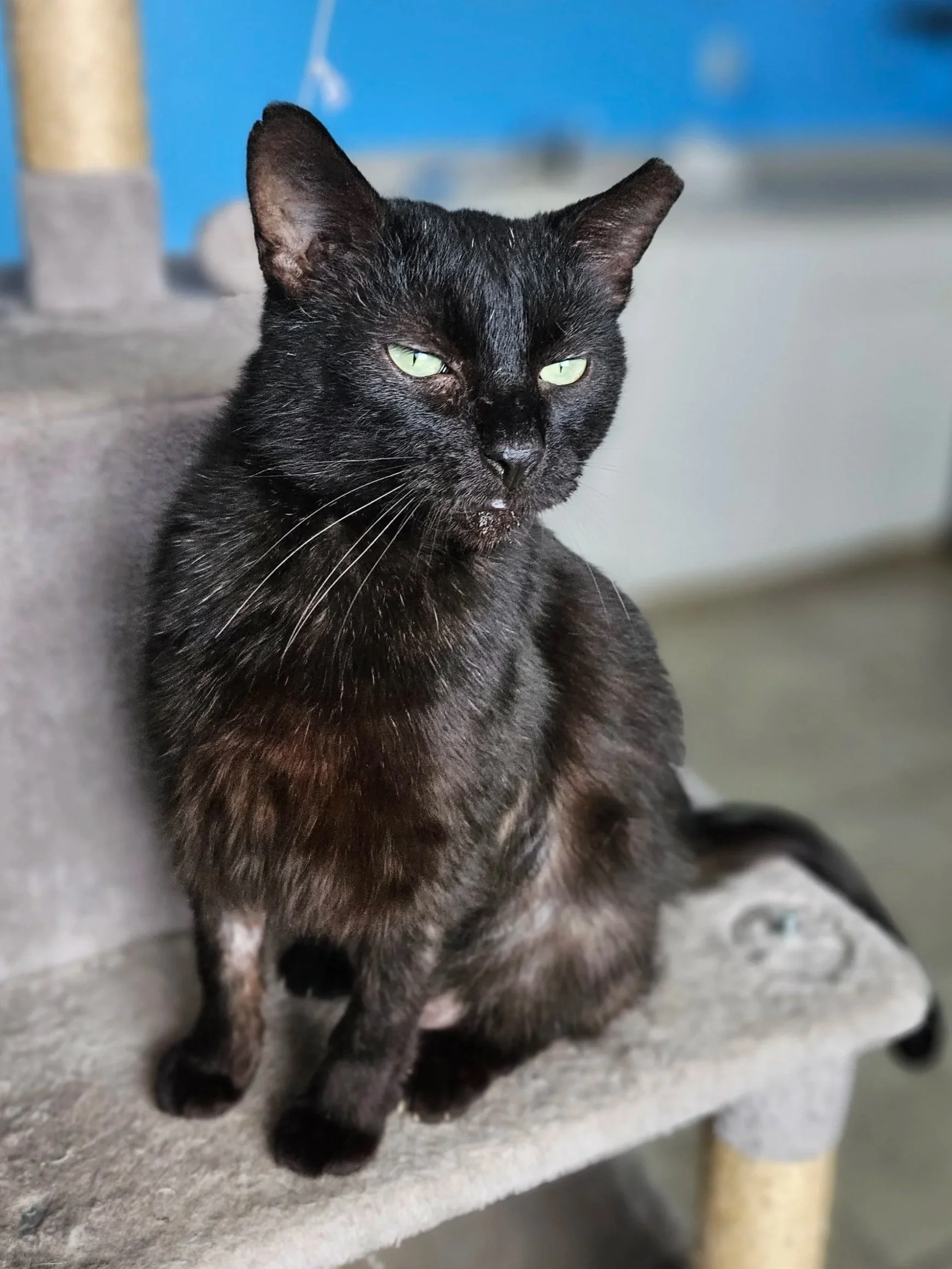 Black cat with green eyes sitting on a gray platform with a blurred background.