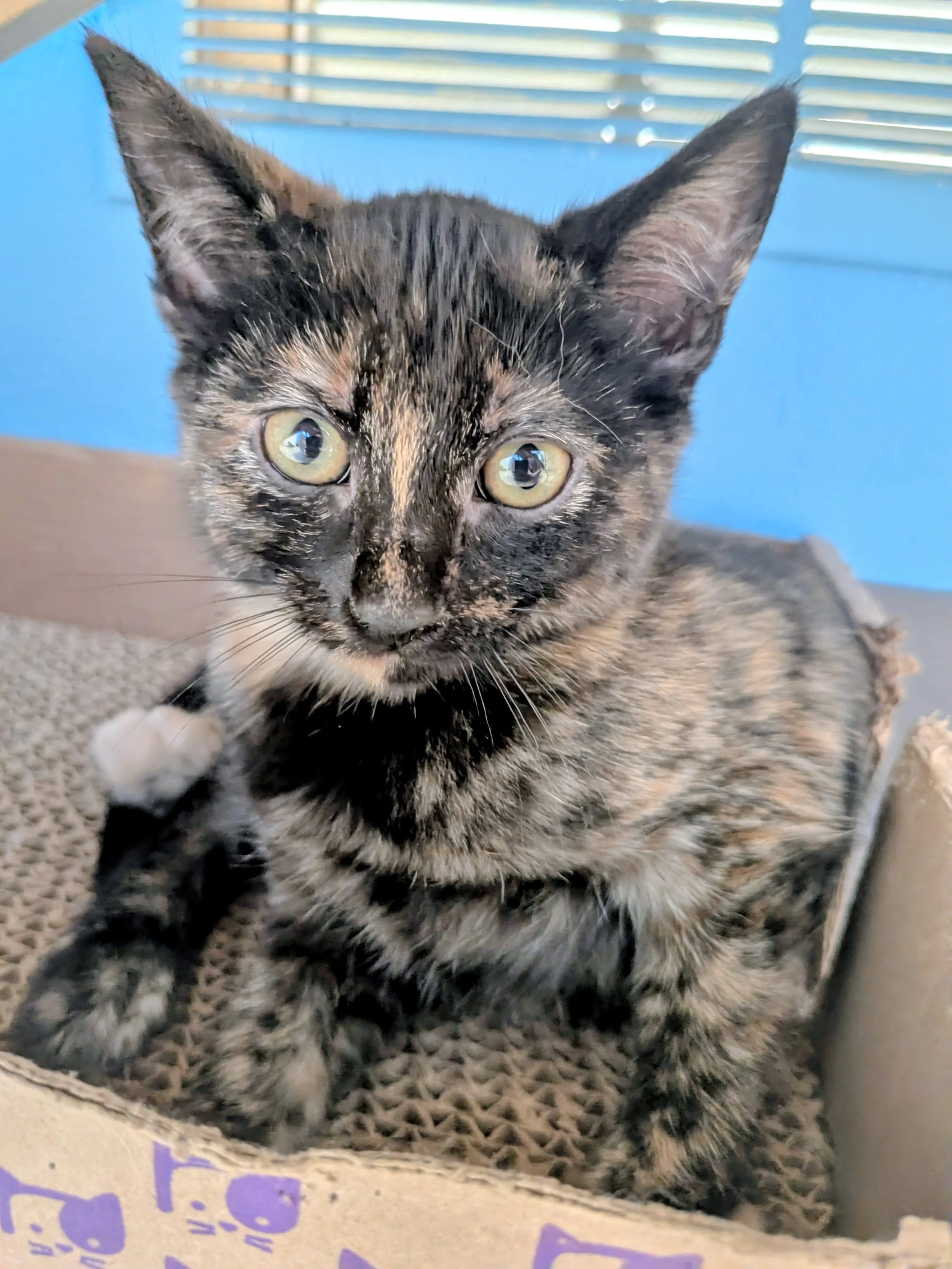 Close-up of a young tortoiseshell kitten with yellow-green eyes inside a cardboard box.