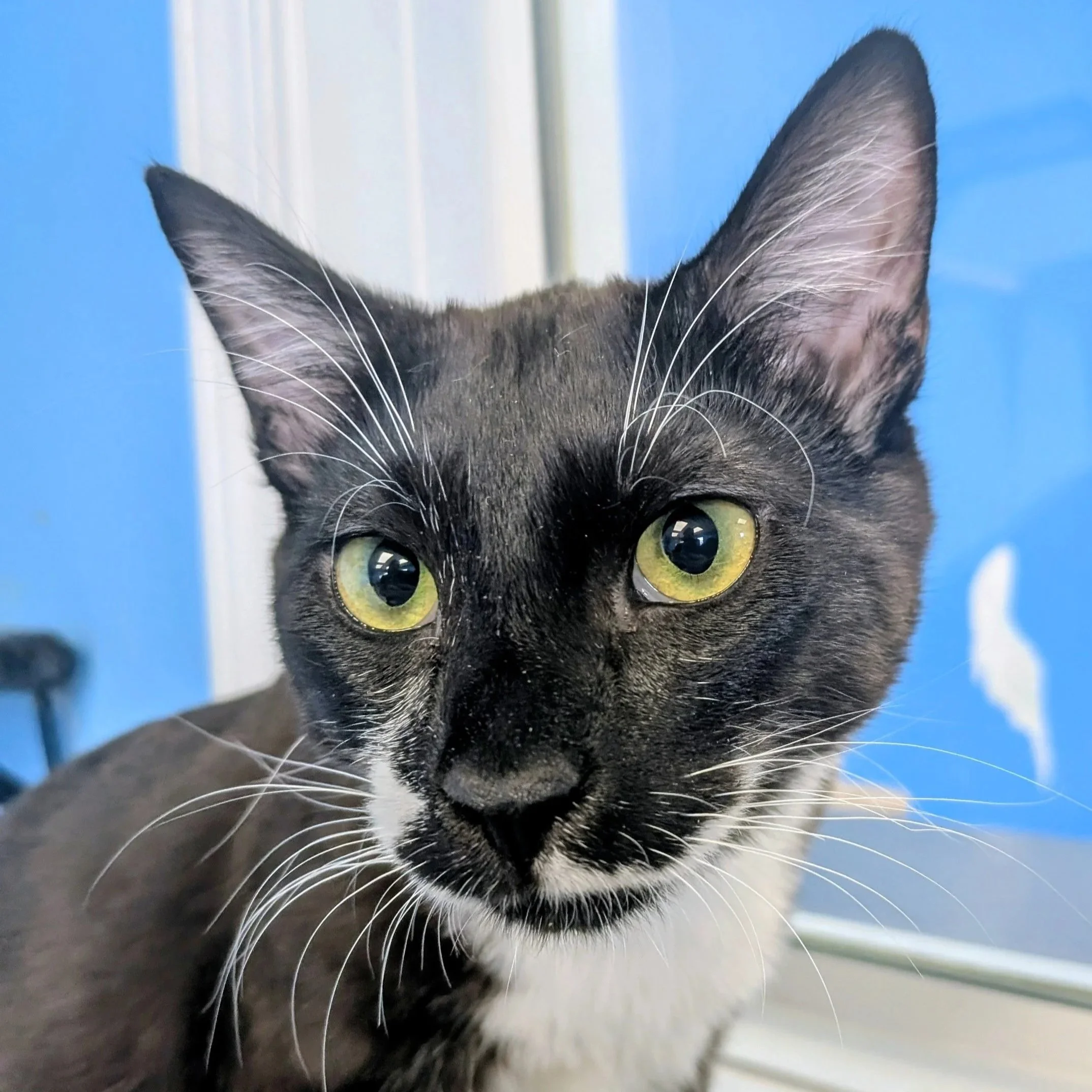 Close-up of a gray and black tabby cat's face focusing on its eyes and ears with a blue background.
