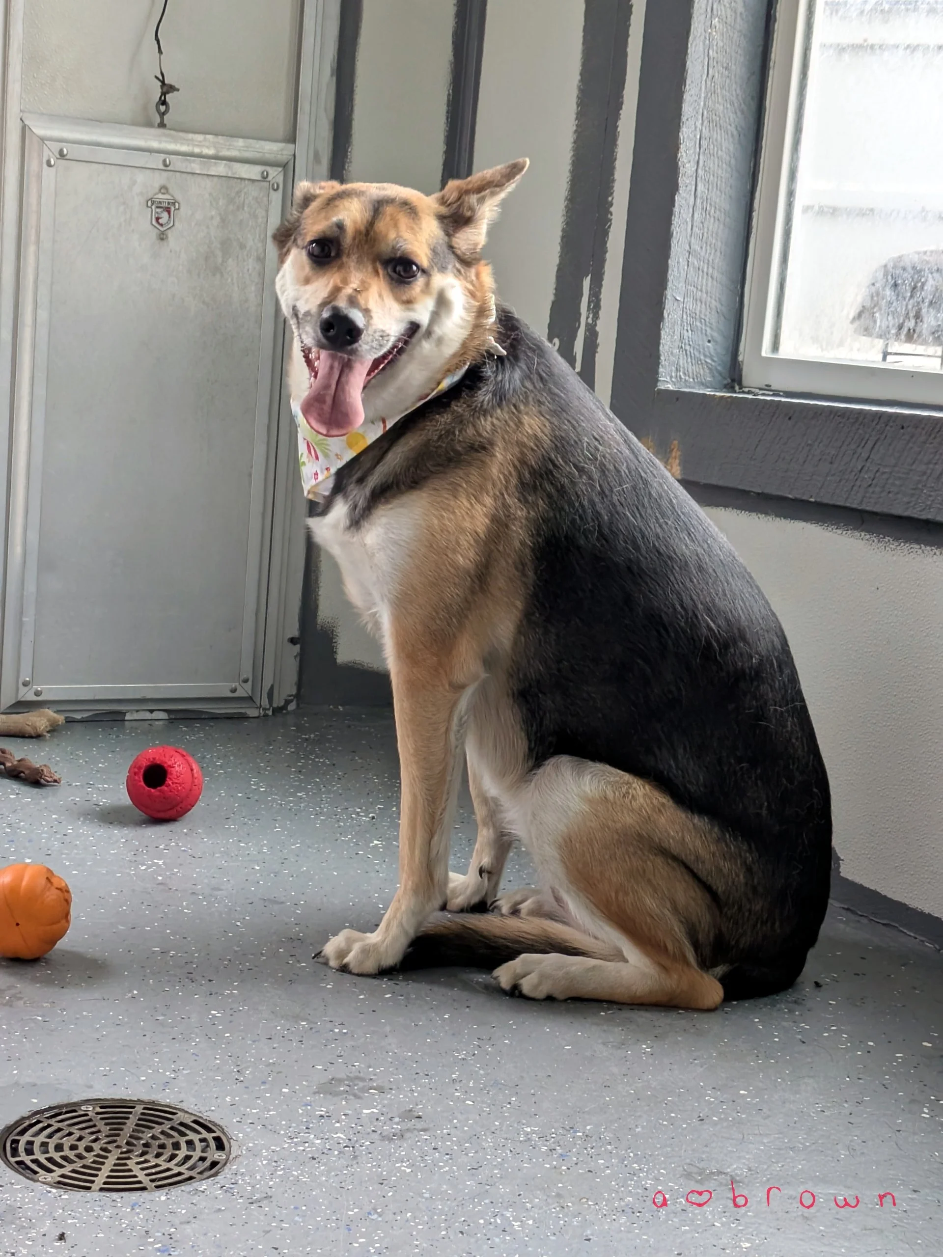 A happy mixed breed dog with tan, black, and white fur, sitting on a gray speckled floor near a window and a metal cabinet, with a red toy on the floor nearby. The words "a ♥ brown" are written in pink text in the bottom right corner.