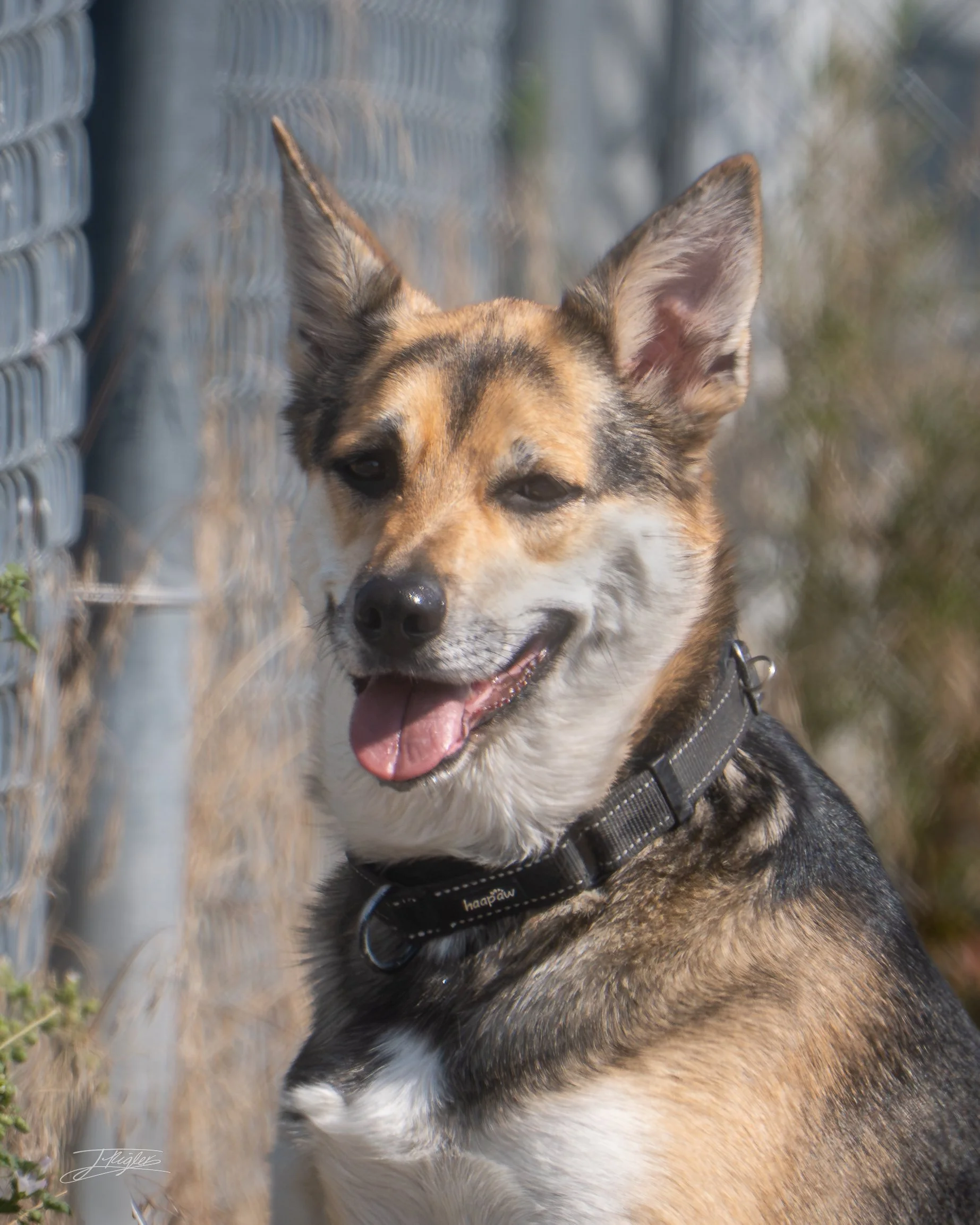 Close-up of a happy dog with a colorful, speckled coat, standing outdoors near a chain-link fence.