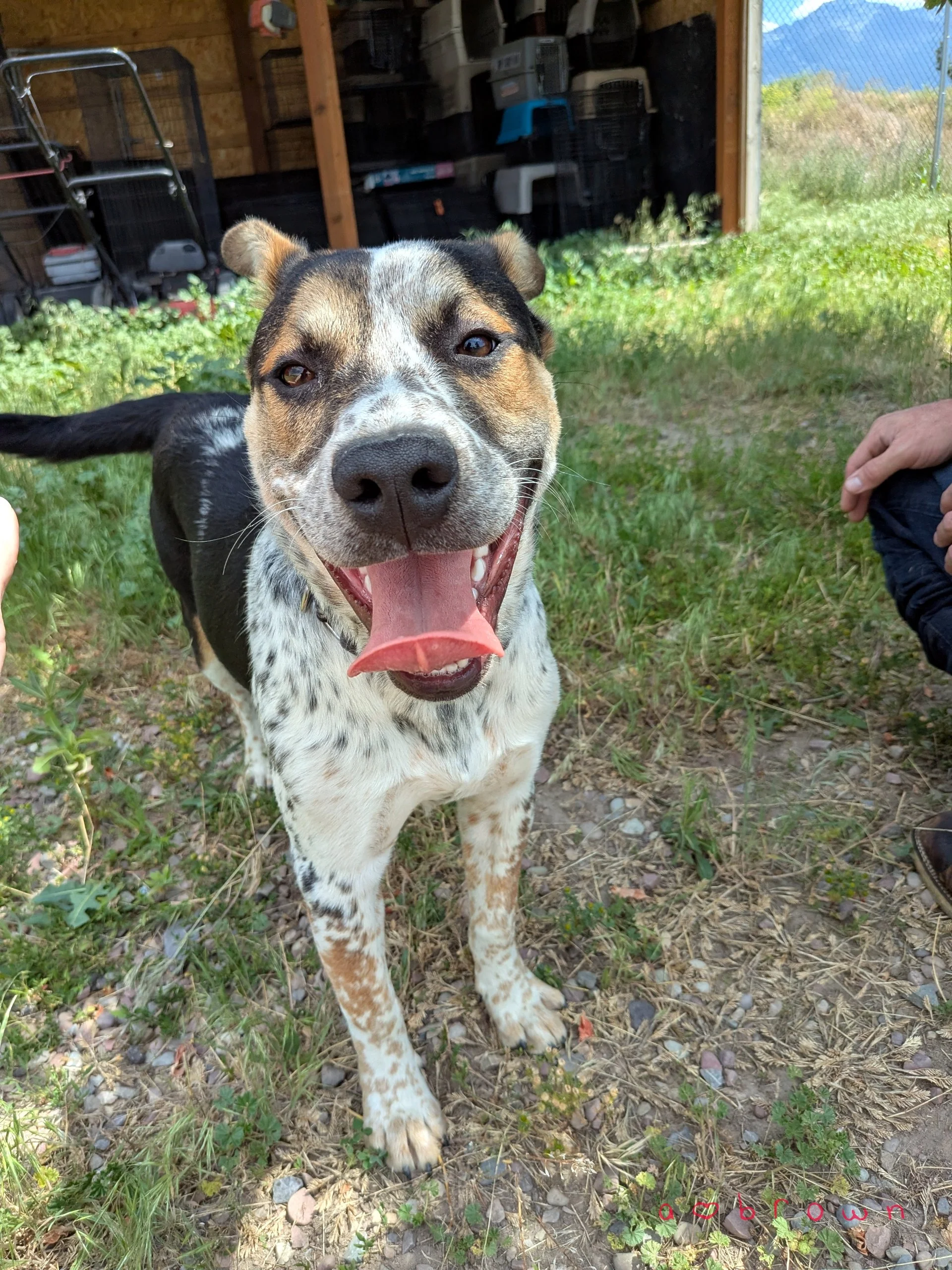 A happy, multicolored dog with a black, white, and brown coat standing outdoors on grass and dirt, with its mouth open and tongue out. There are green plants and a wooden structure in the background.