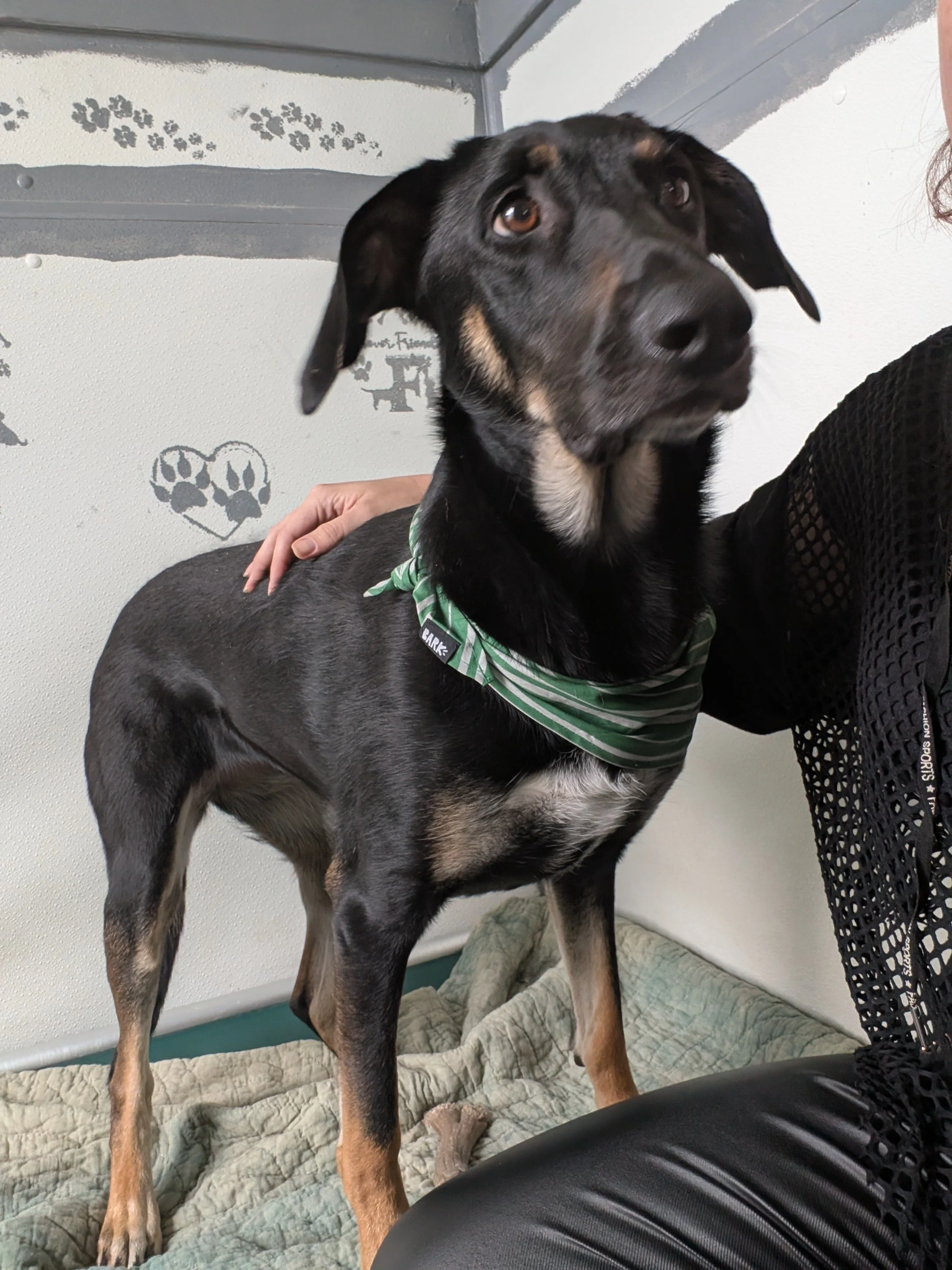 A black and tan dog with brown eyes wearing a green striped bandana, standing on a quilted bed, with a person's hand resting on its back, indoors against a wall with paw print and heart stencil.